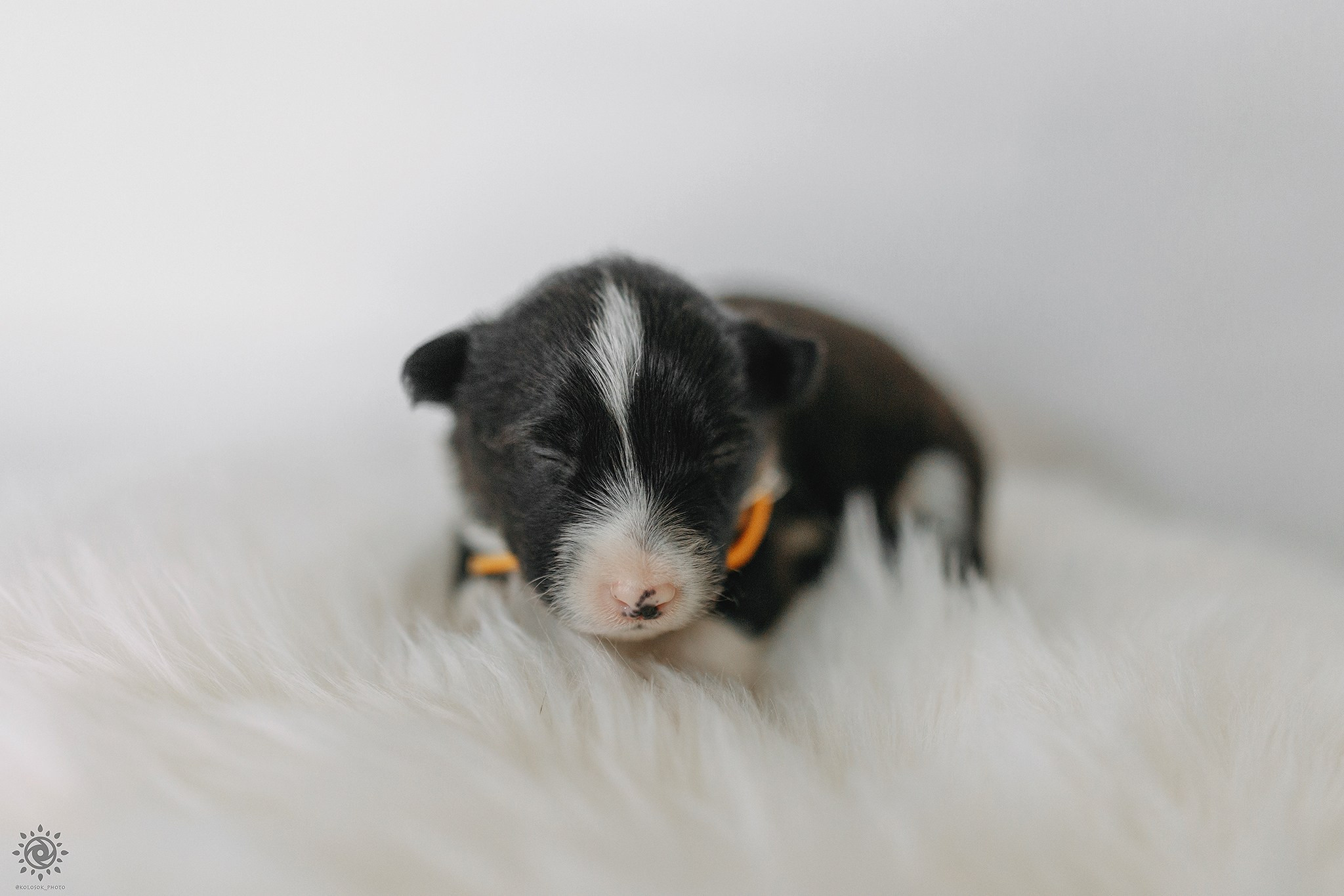 Бордер коллі. Фотограф-анімаліст Київ