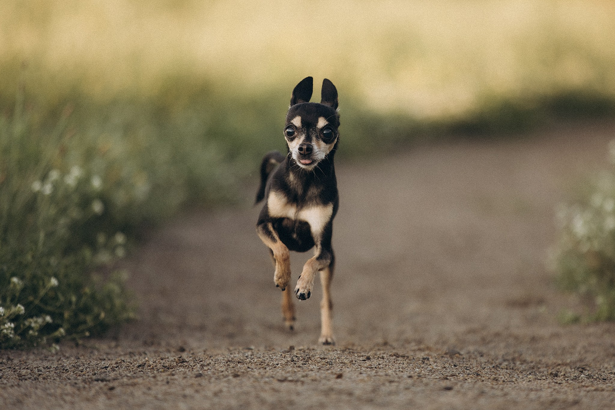 Чівас і Таня. Фотограф-анімаліст Київ