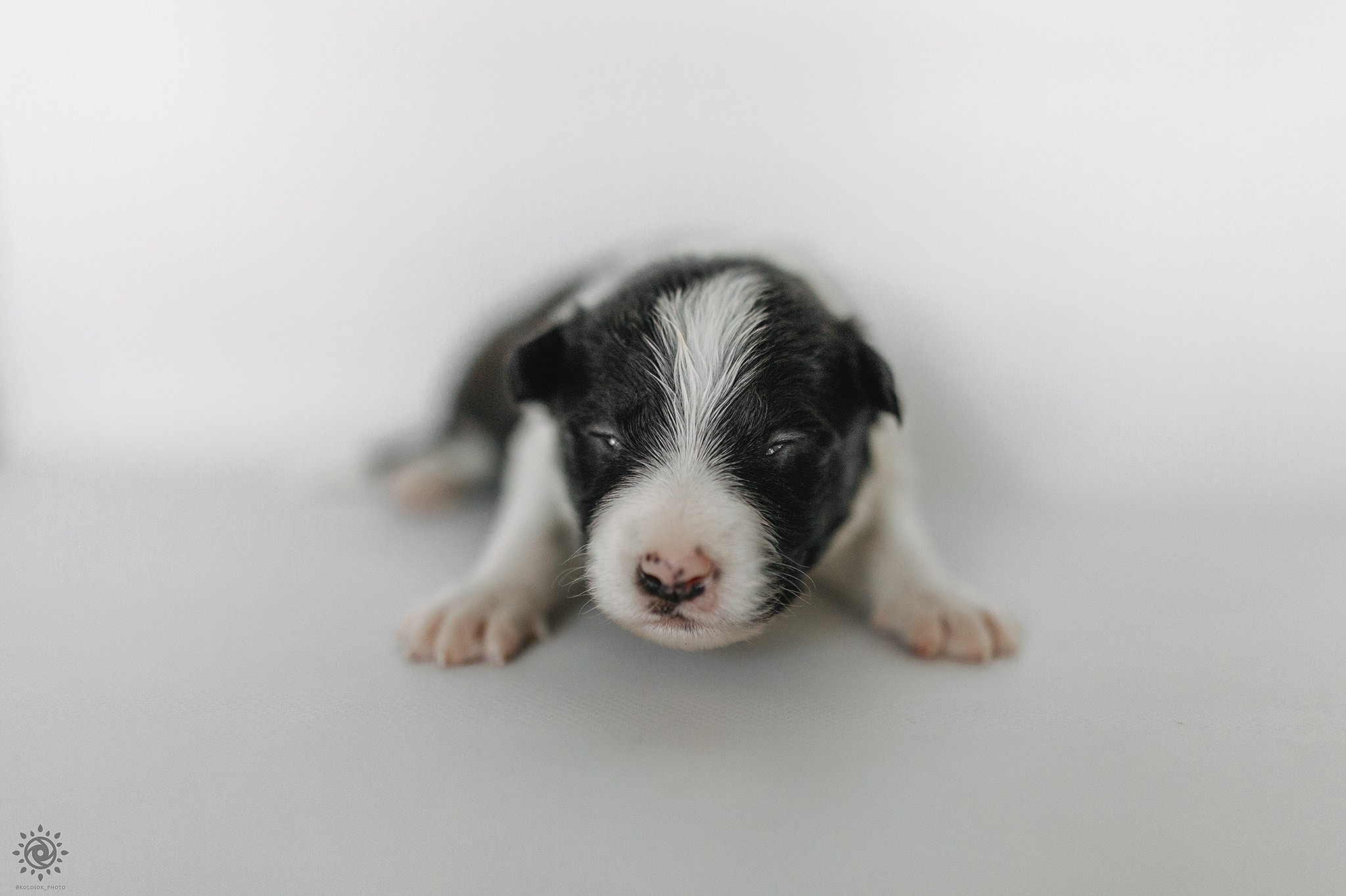 Бордер коллі. Фотограф-анімаліст Київ