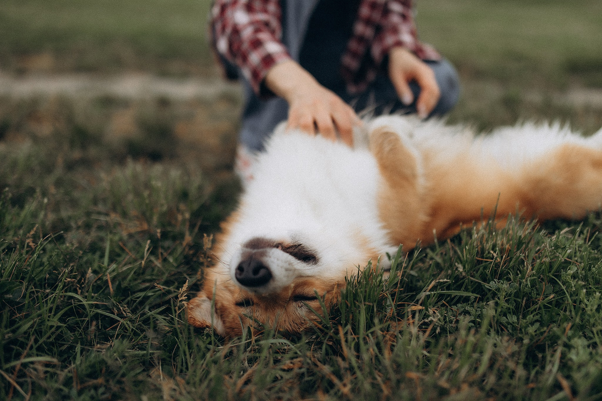 Руді та Ксюша. Фотограф-анімаліст Київ