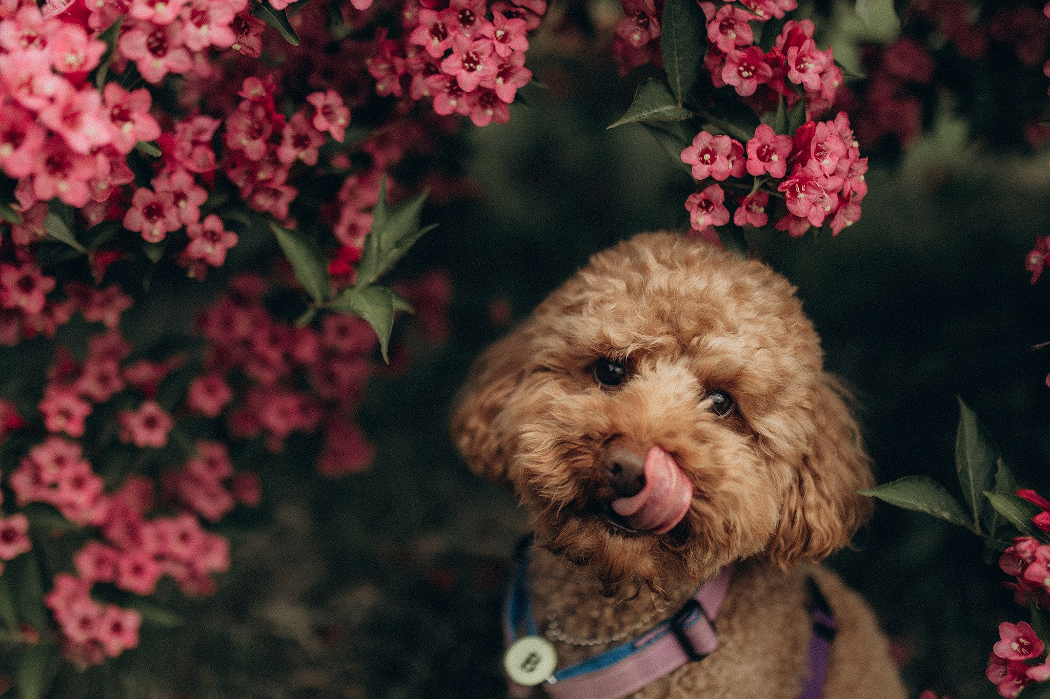 Родина Бруно. Фотограф-анімаліст Київ