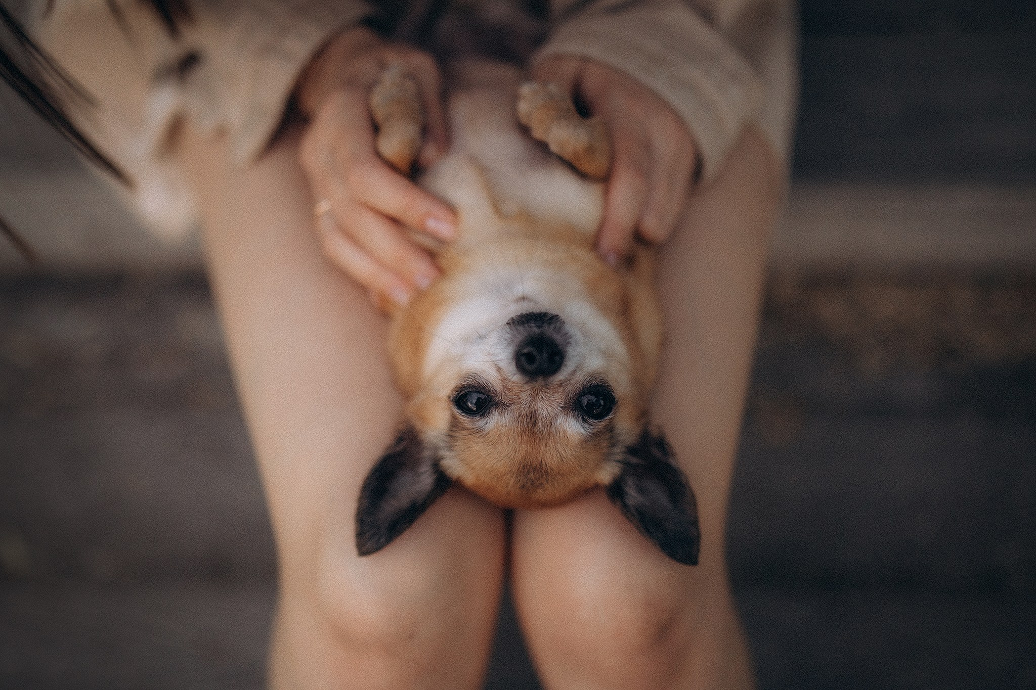 Флоріс та Міла. Фотограф-анімаліст Київ