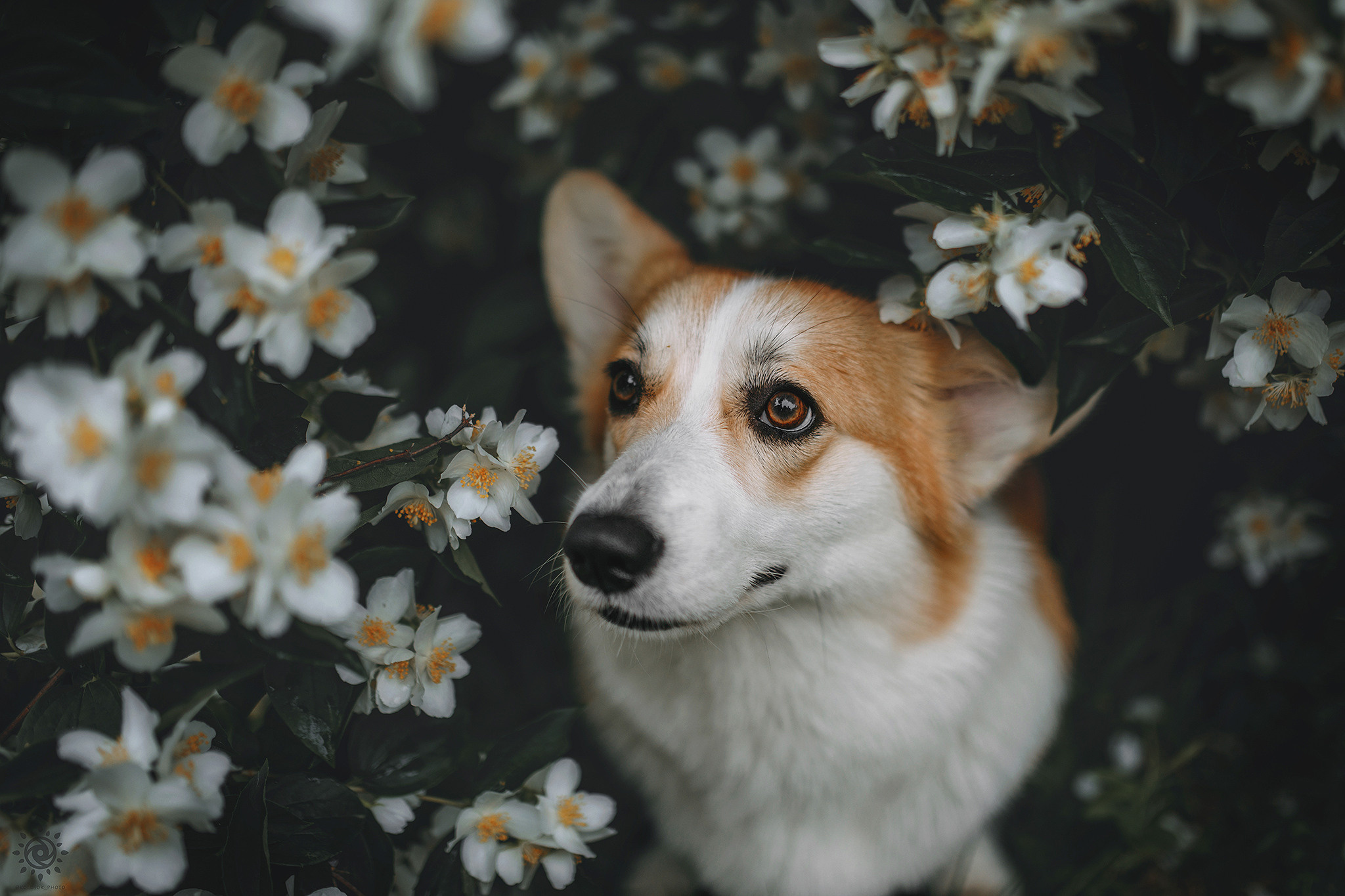 Родина Карамель. Фотограф-анімаліст Київ