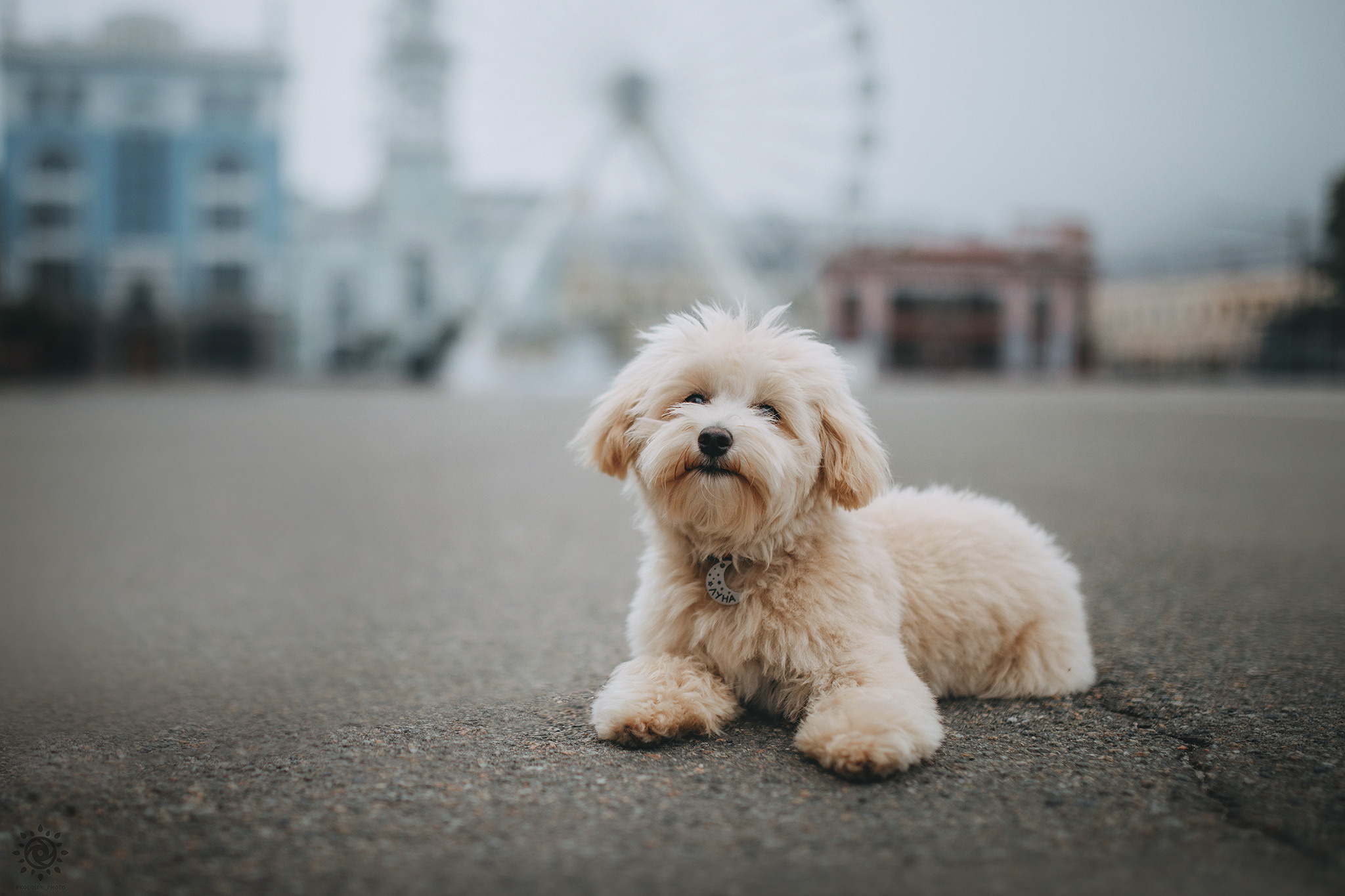 Родина Луни. Фотограф-анімаліст Київ