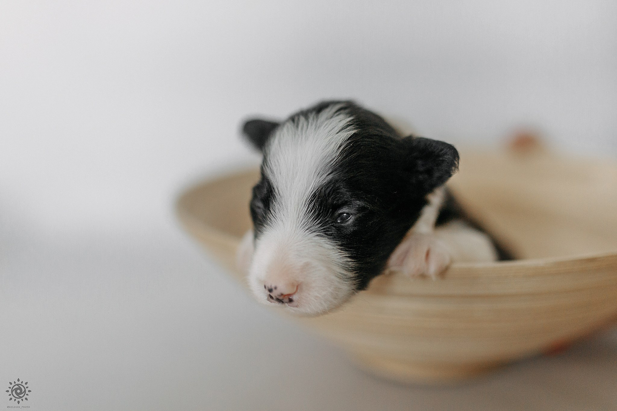 Бордер коллі. Фотограф-анімаліст Київ