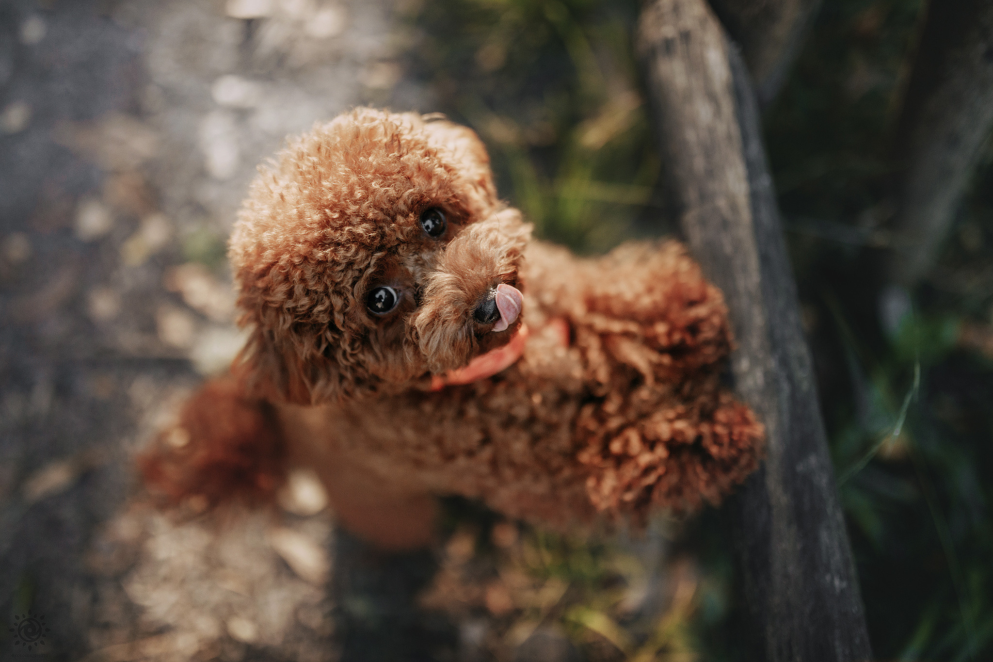 Родина Сьюзі. Фотограф-анімаліст Київ