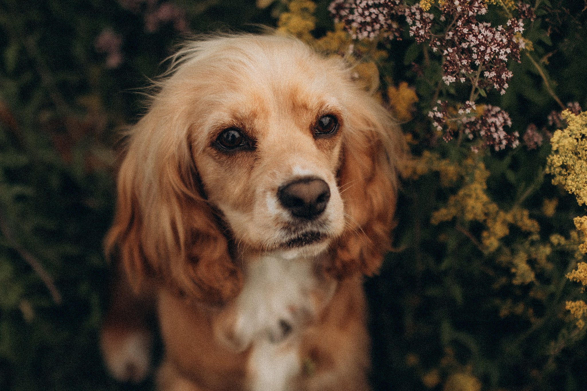 Родина Лої. Фотограф-анімаліст Київ