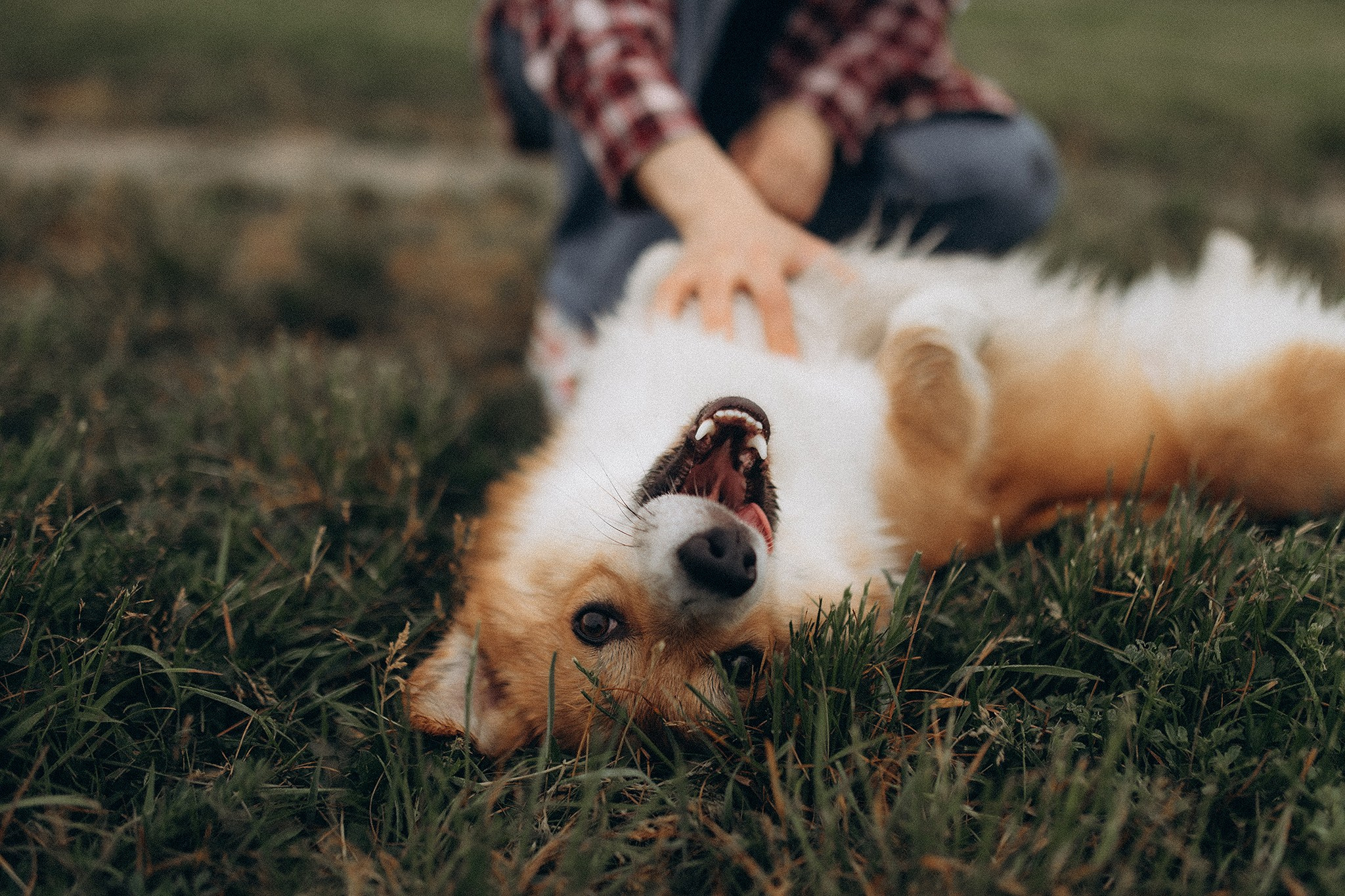 Руді та Ксюша. Фотограф-анімаліст Київ