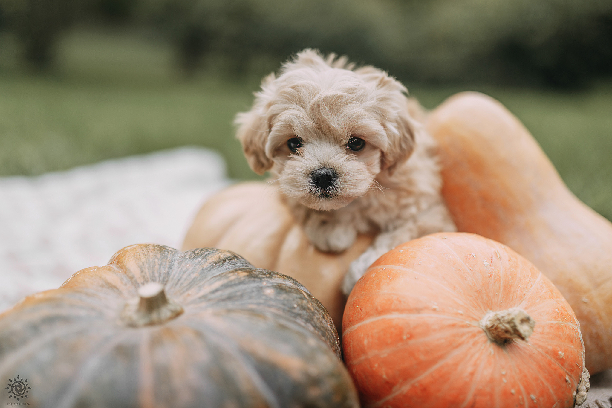 Мальтіпу. Фотограф-анімаліст Київ