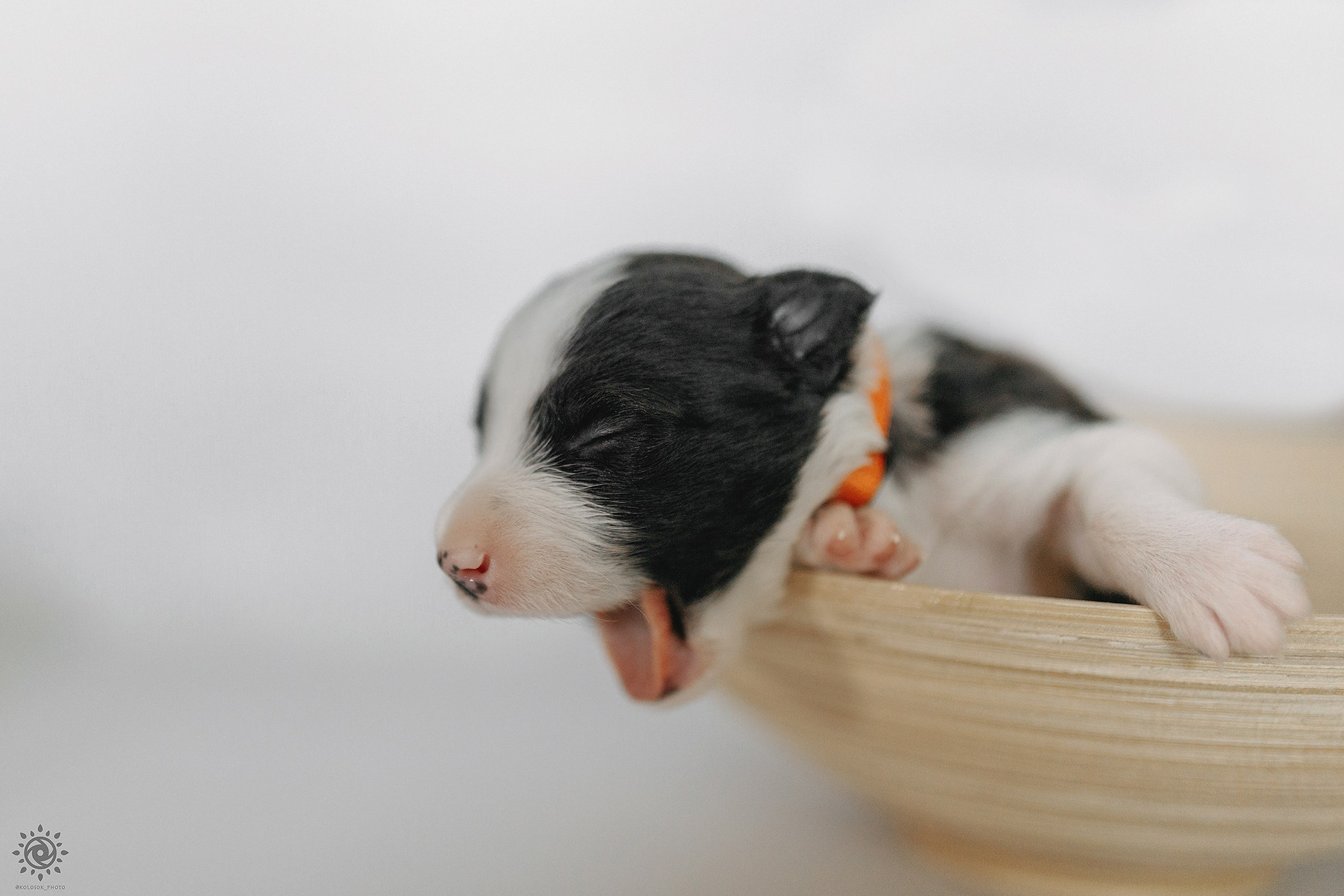 Бордер коллі. Фотограф-анімаліст Київ