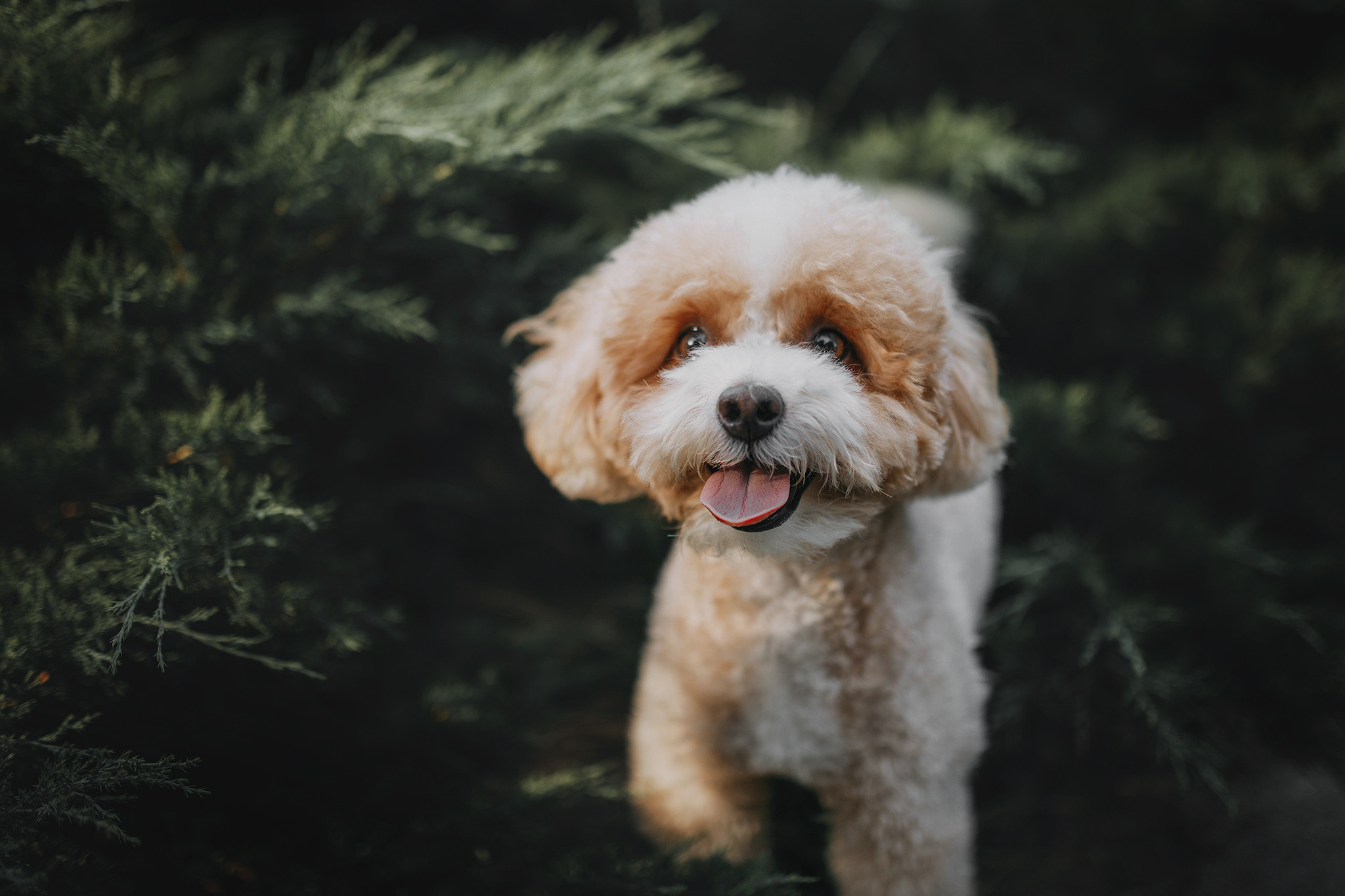 Родина Тедді. Фотограф-анімаліст Київ