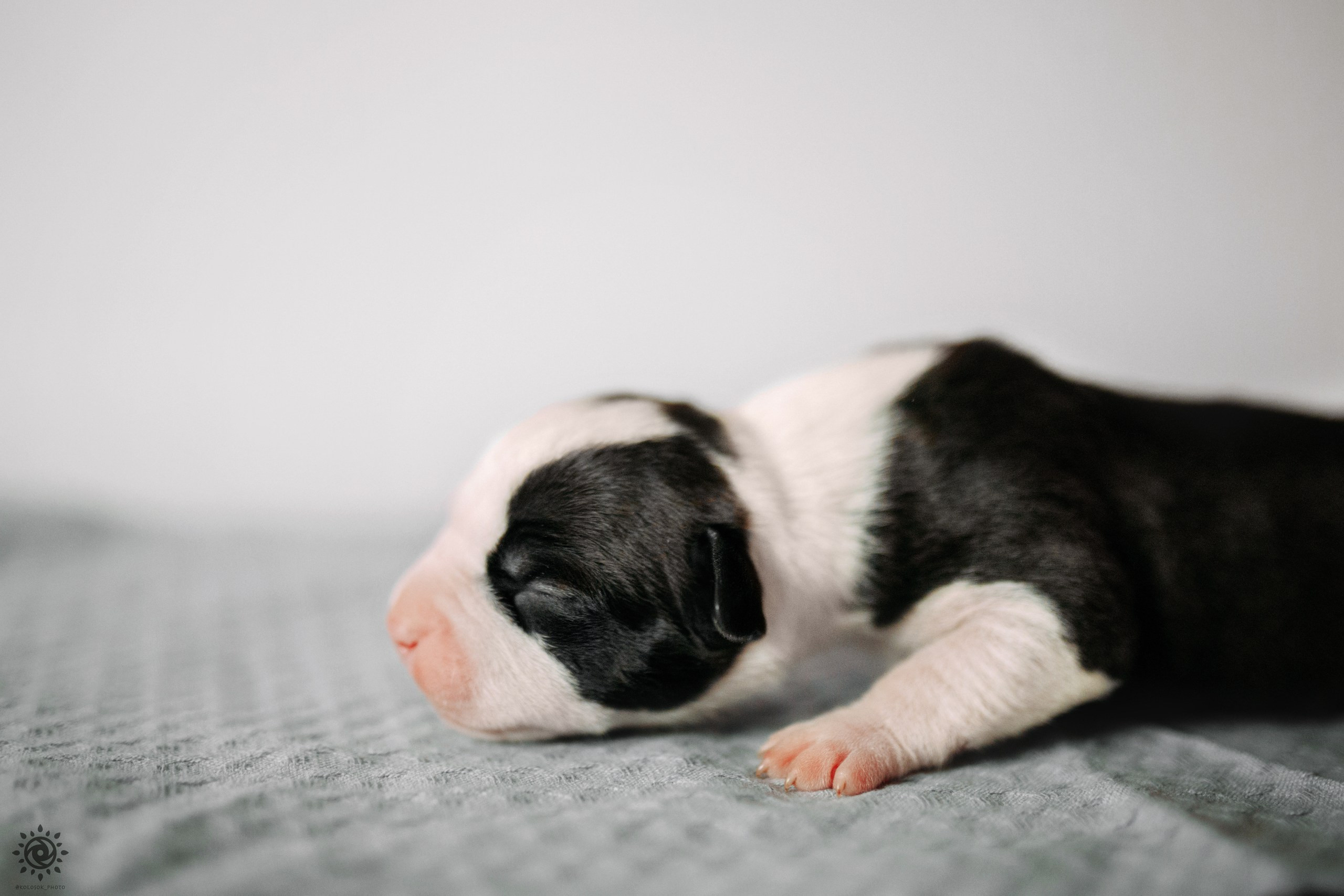 АСТ. Фотограф-анімаліст Київ