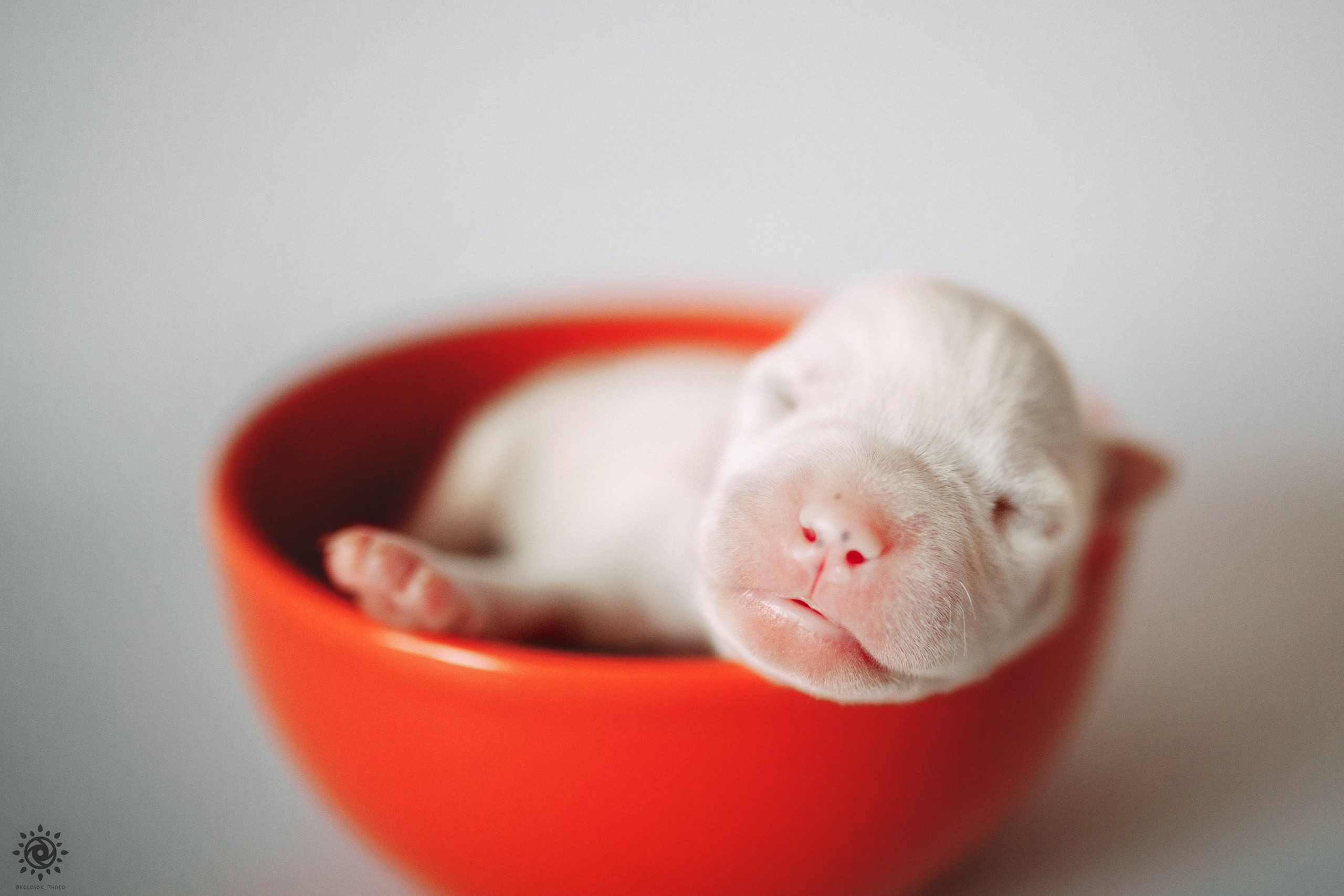 АСТ. Фотограф-анімаліст Київ