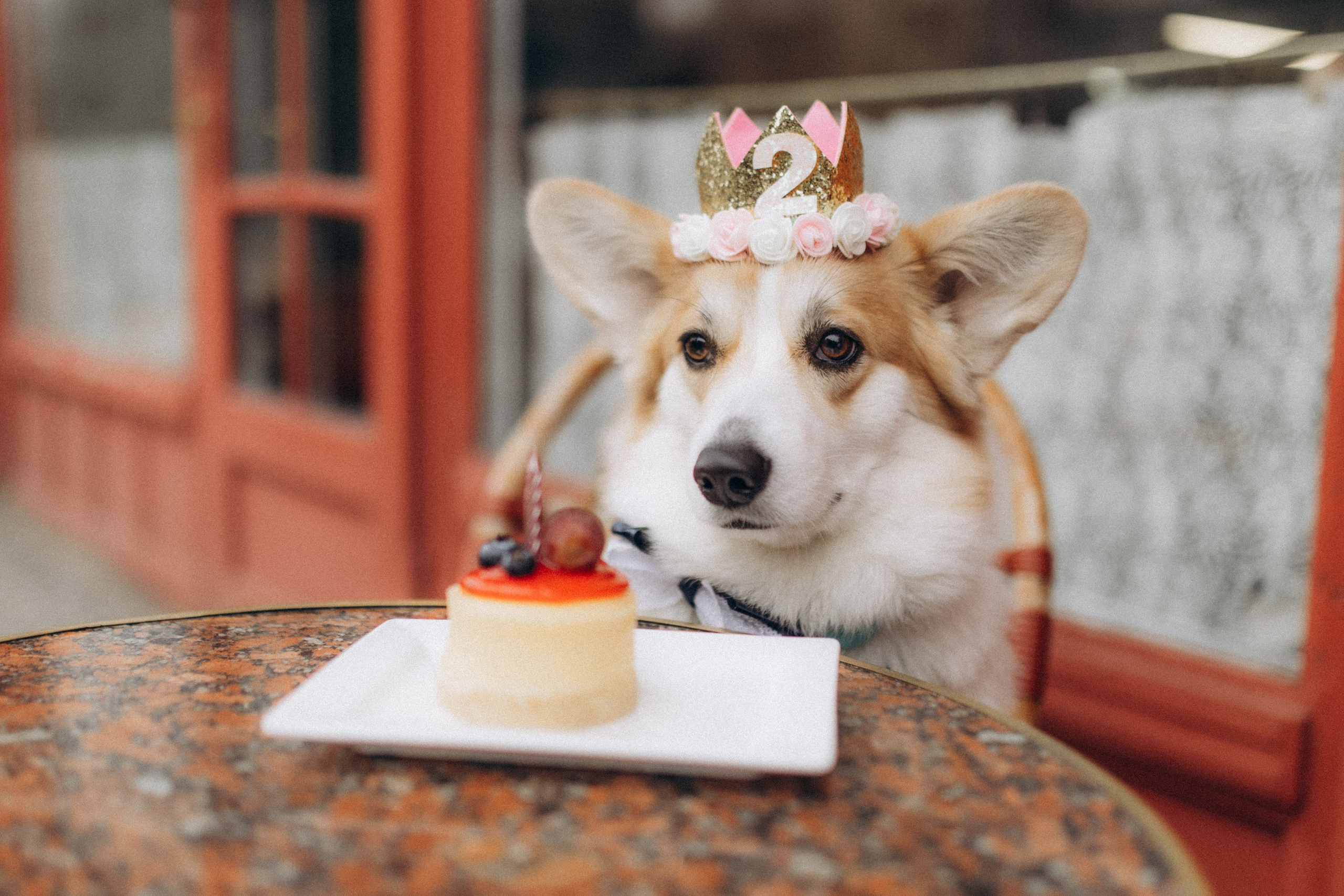 Карамелі 2 роки. Фотограф-анімаліст Київ