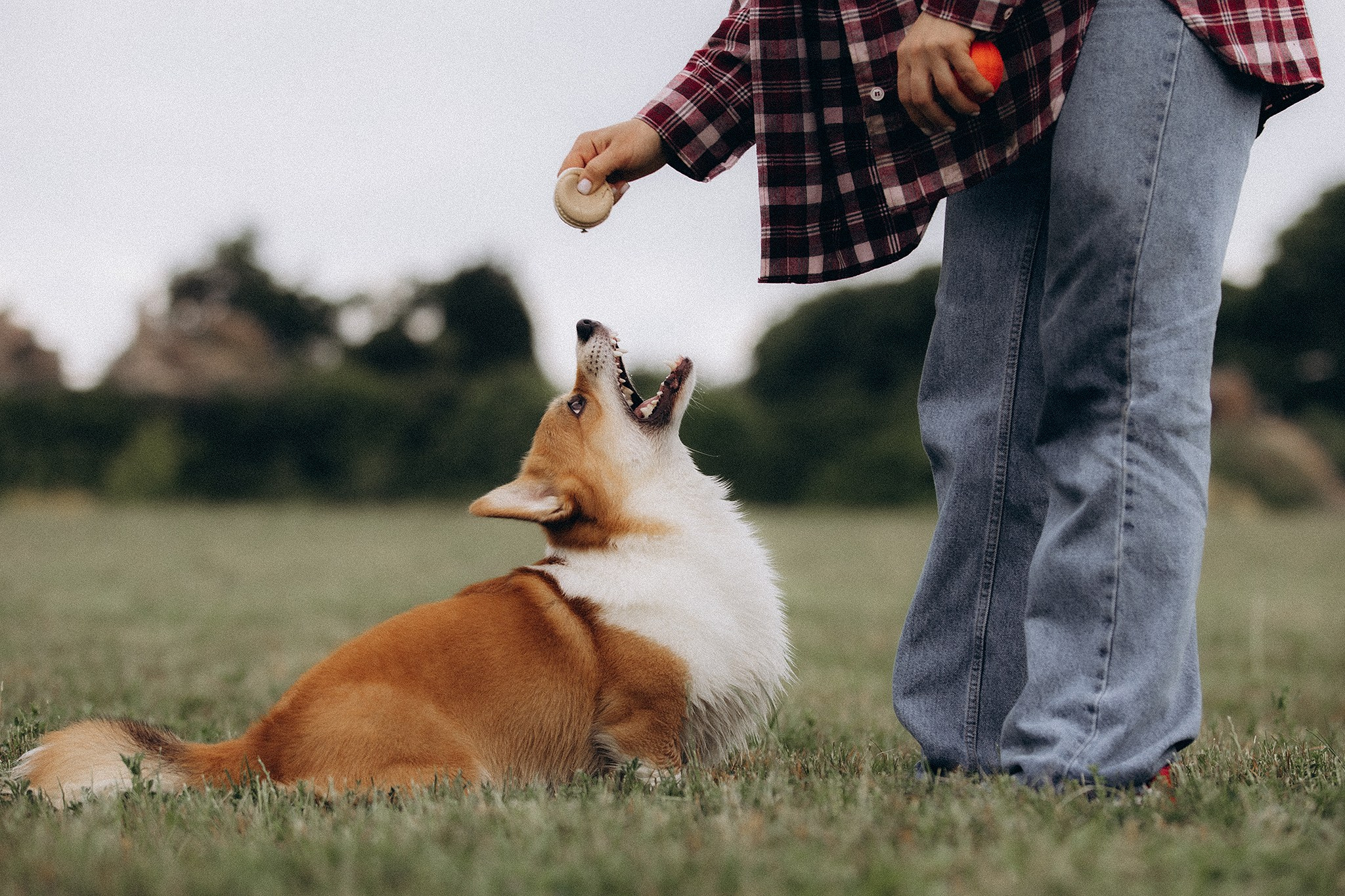 Руді та Ксюша. Фотограф-анімаліст Київ