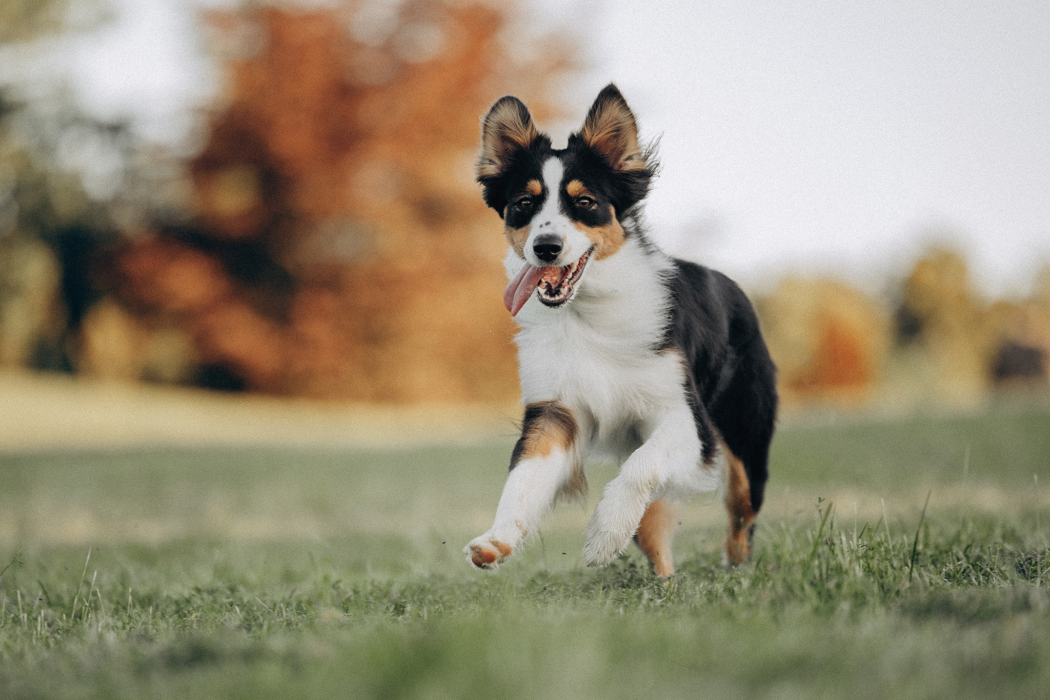 Арві та її родина. Фотограф-анімаліст Київ