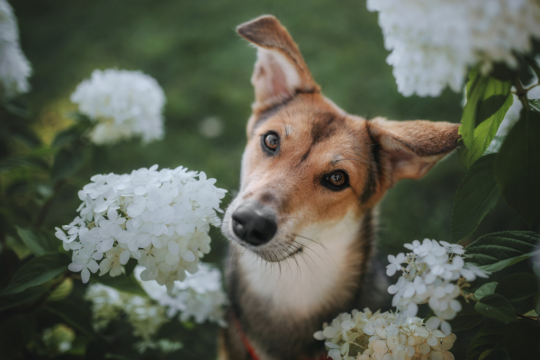 Родина Щастя. Фотограф-анімаліст Київ