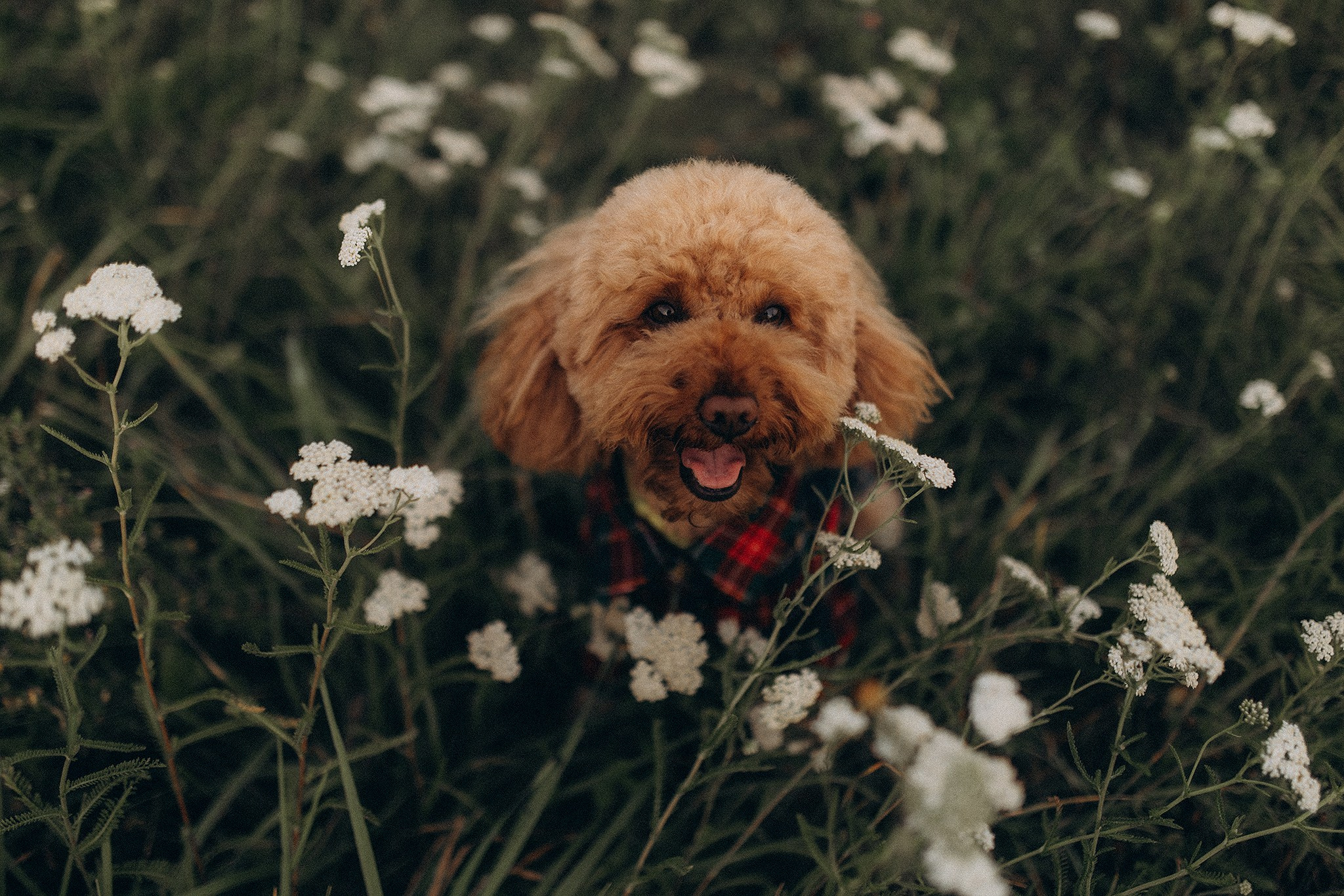 Бєня та Люда. Фотограф-анімаліст Київ
