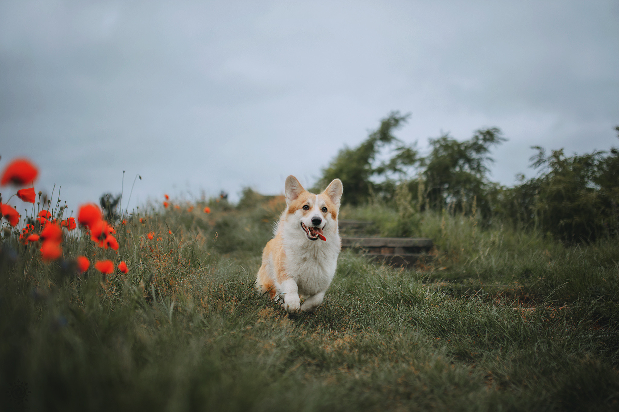 Родина Карамель. Фотограф-анімаліст Київ