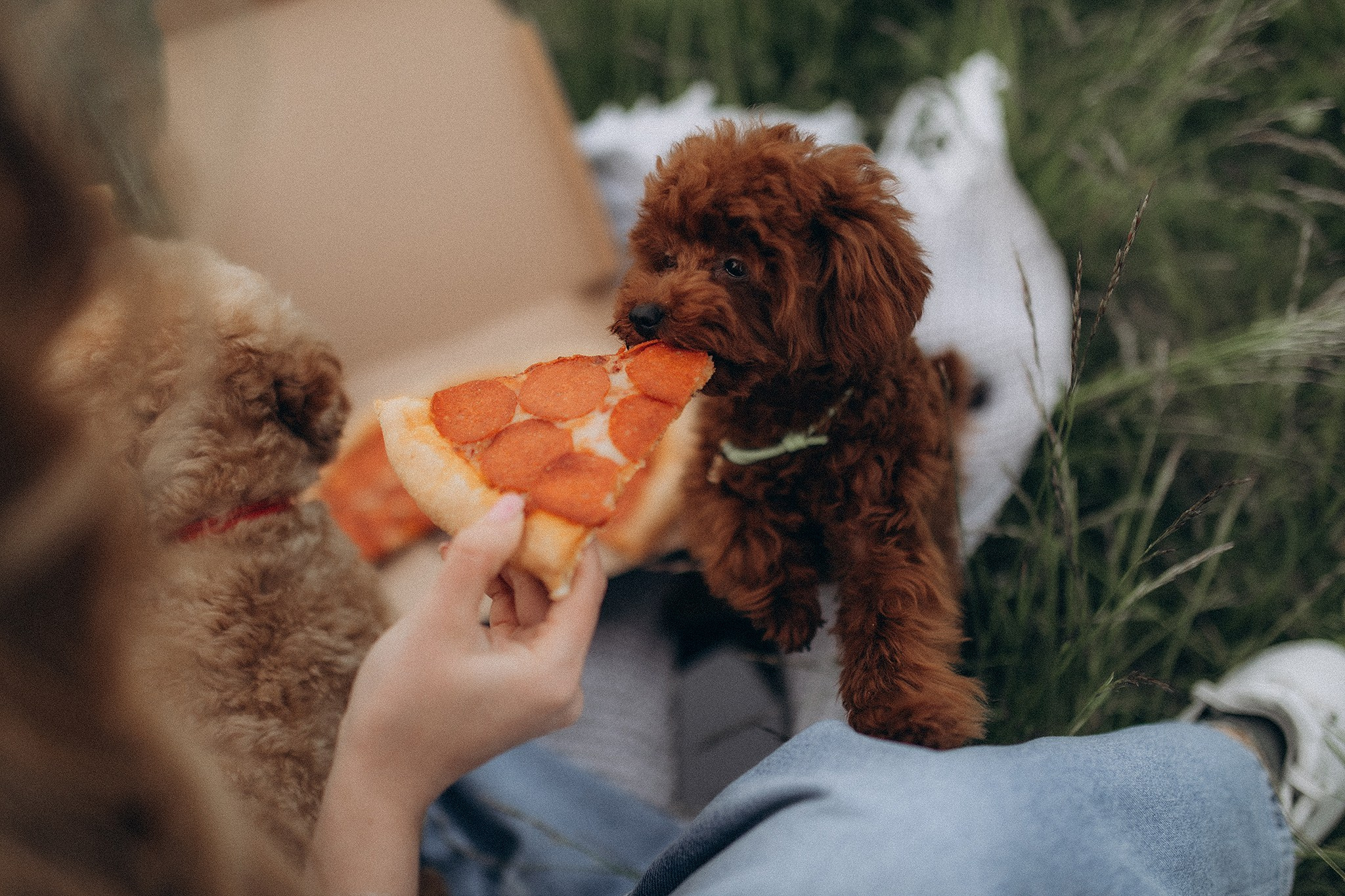 Дісней та Джойка з батьками. Фотограф-анімаліст Київ