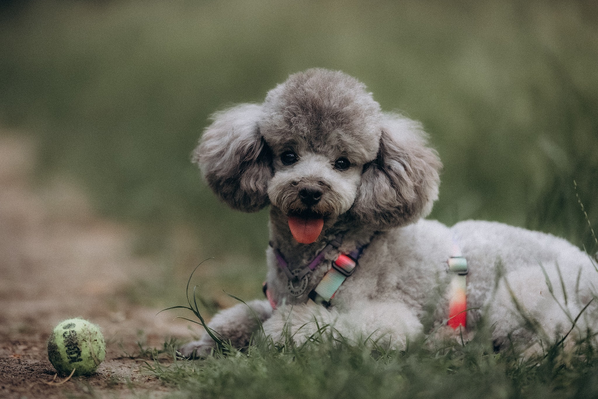 Родина Моніка. Фотограф-анімаліст Київ