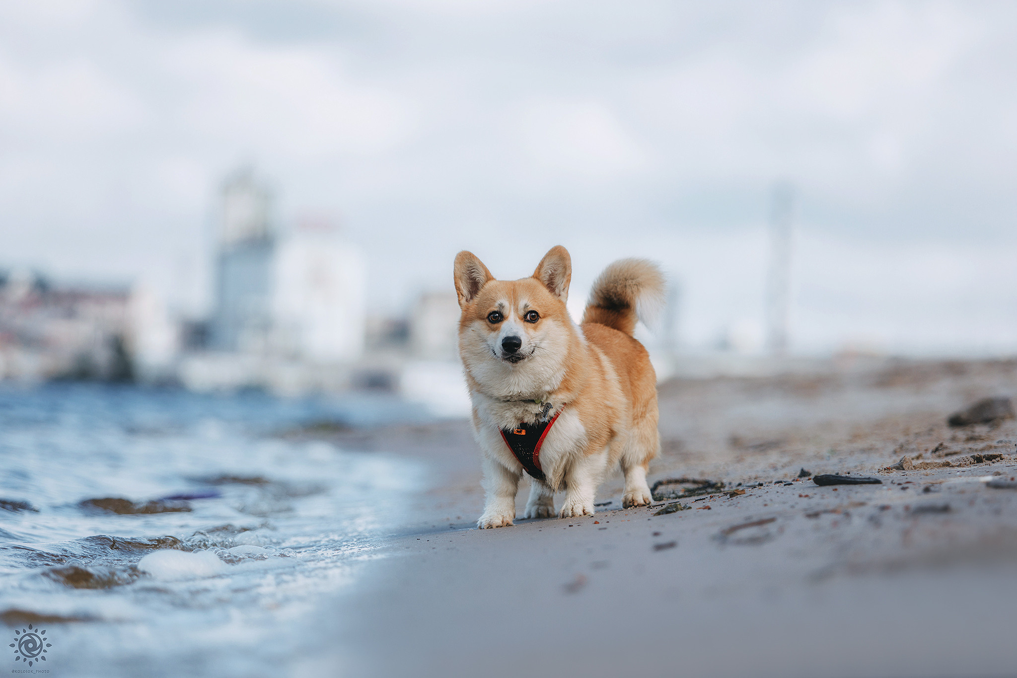 Родина Монті. Фотограф-анімаліст Київ