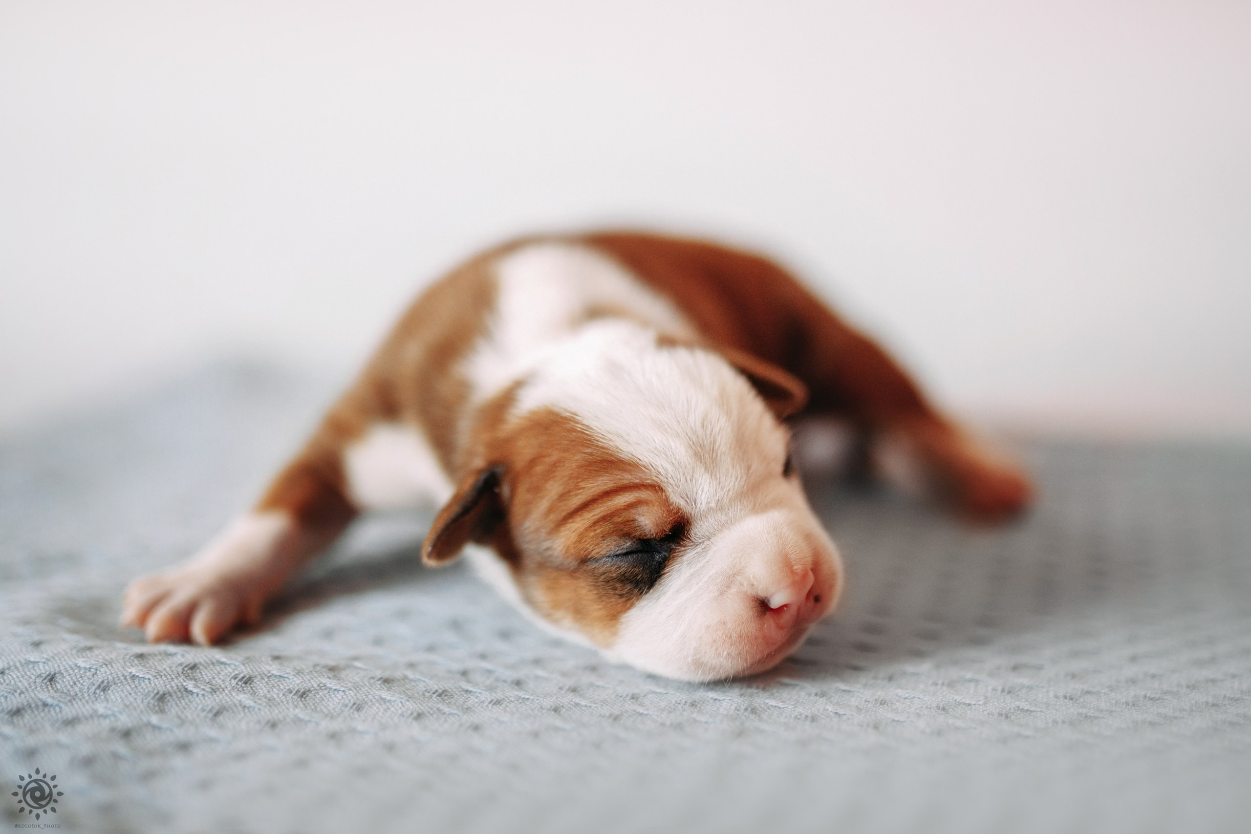 АСТ. Фотограф-анімаліст Київ