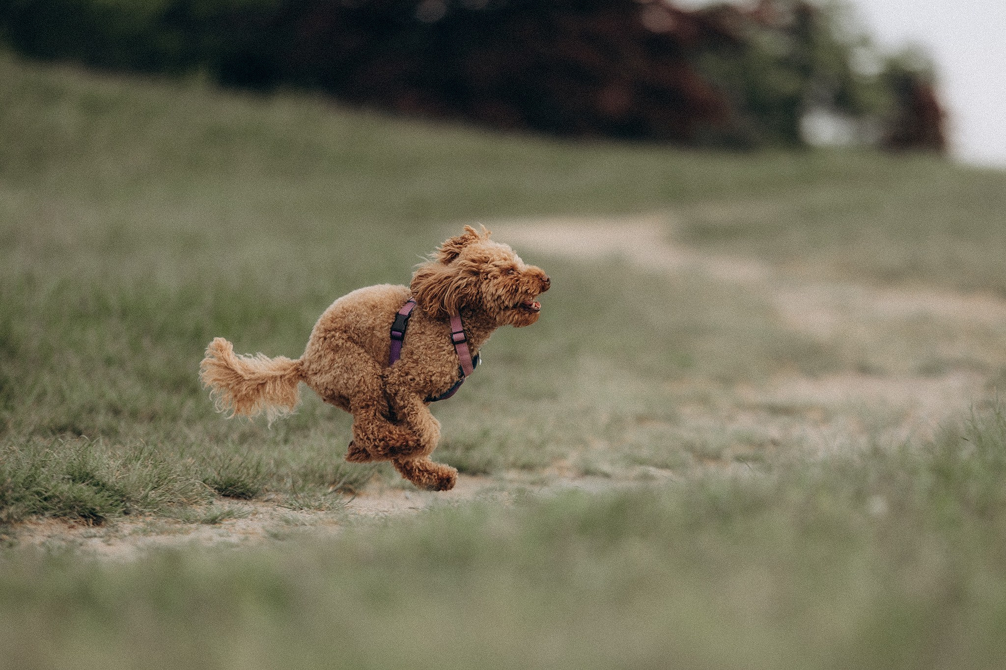 Родина Бруно. Фотограф-анімаліст Київ