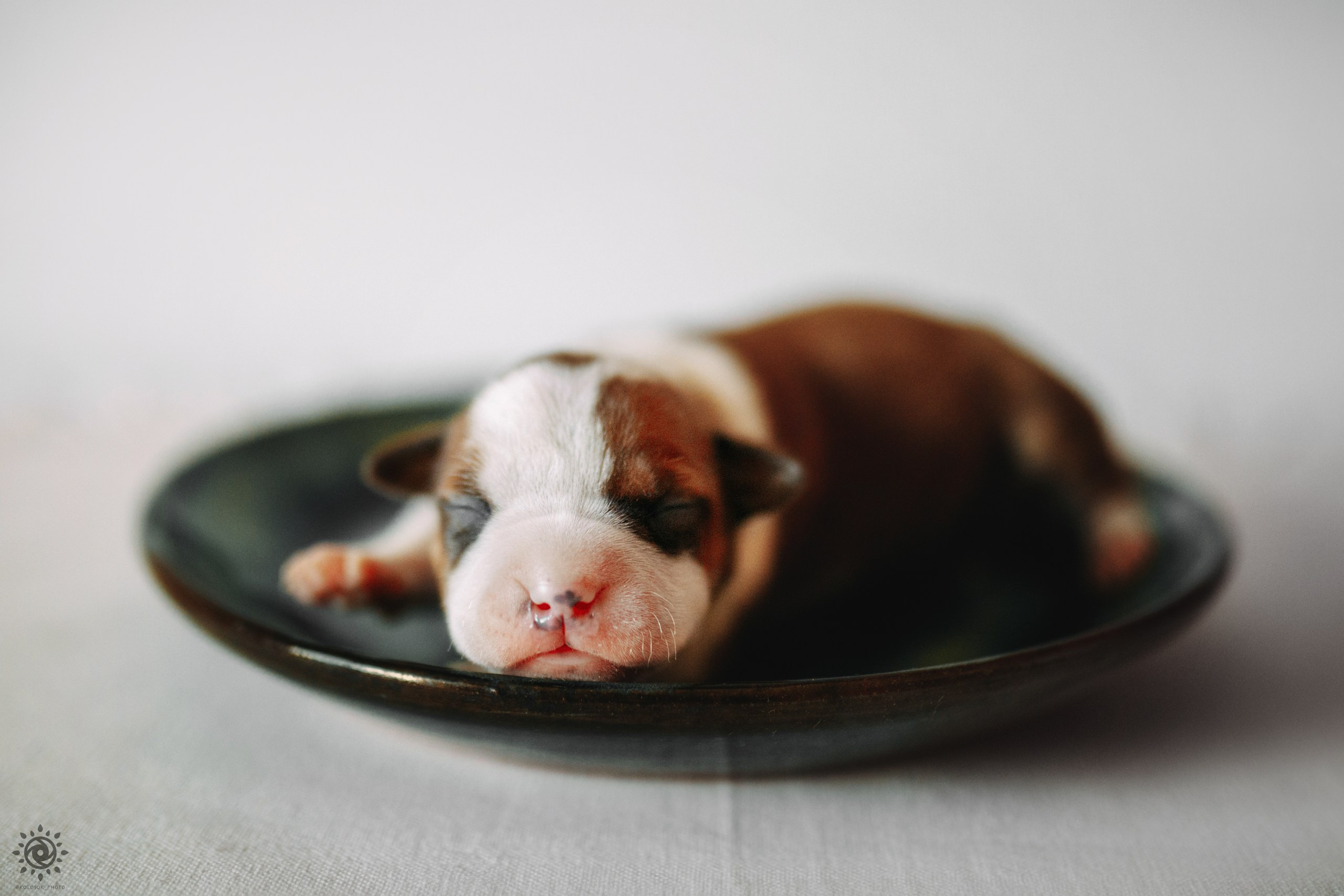 АСТ. Фотограф-анімаліст Київ