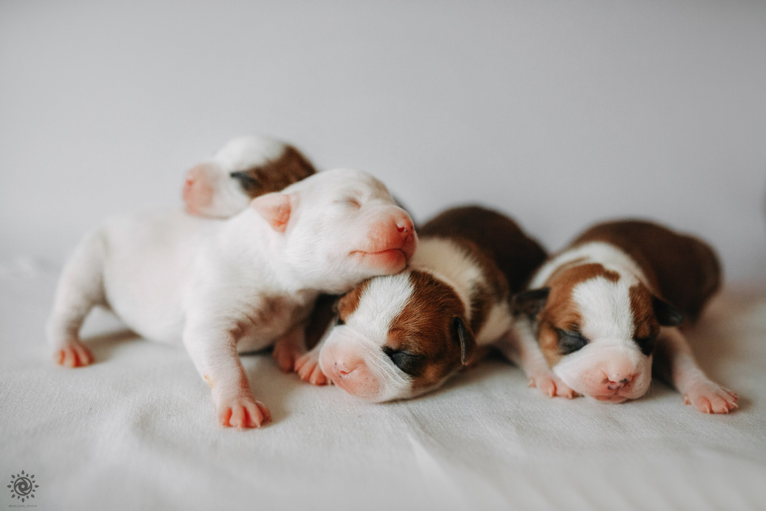 АСТ. Фотограф-анімаліст Київ