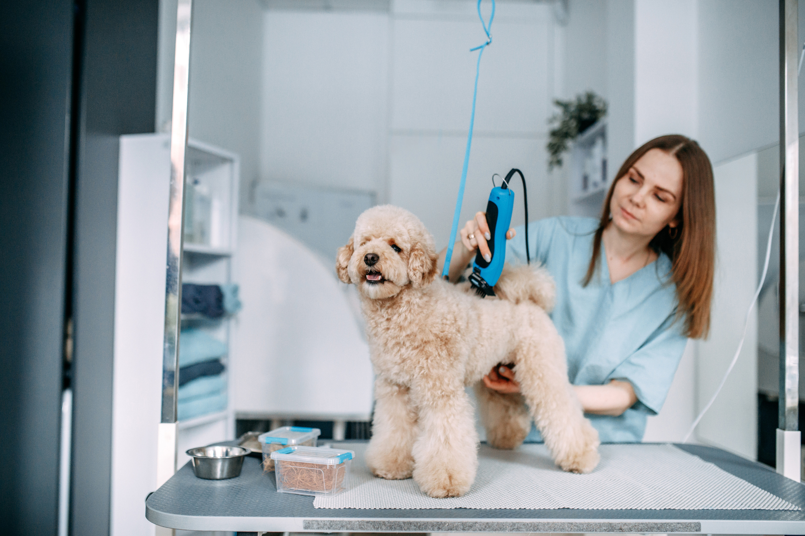 Hvist Hab. Фотограф-анімаліст Київ