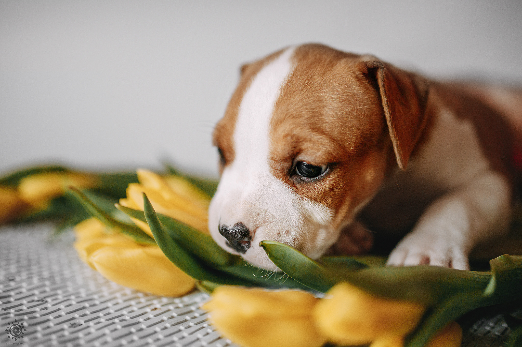 АСТ. Фотограф-анімаліст Київ
