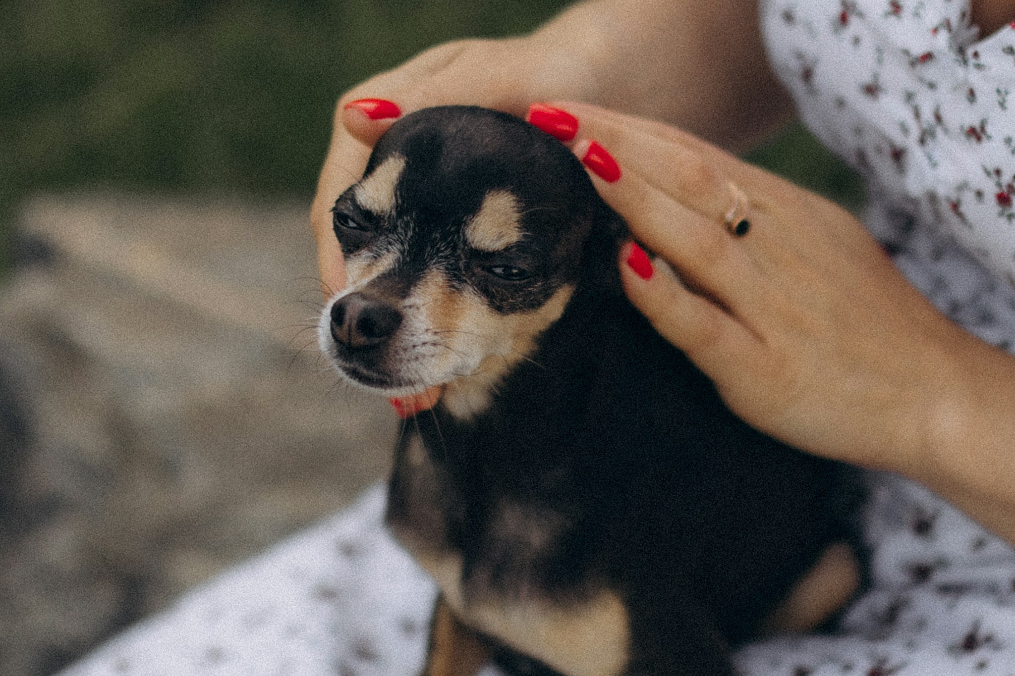 Чівас і Таня. Фотограф-анімаліст Київ