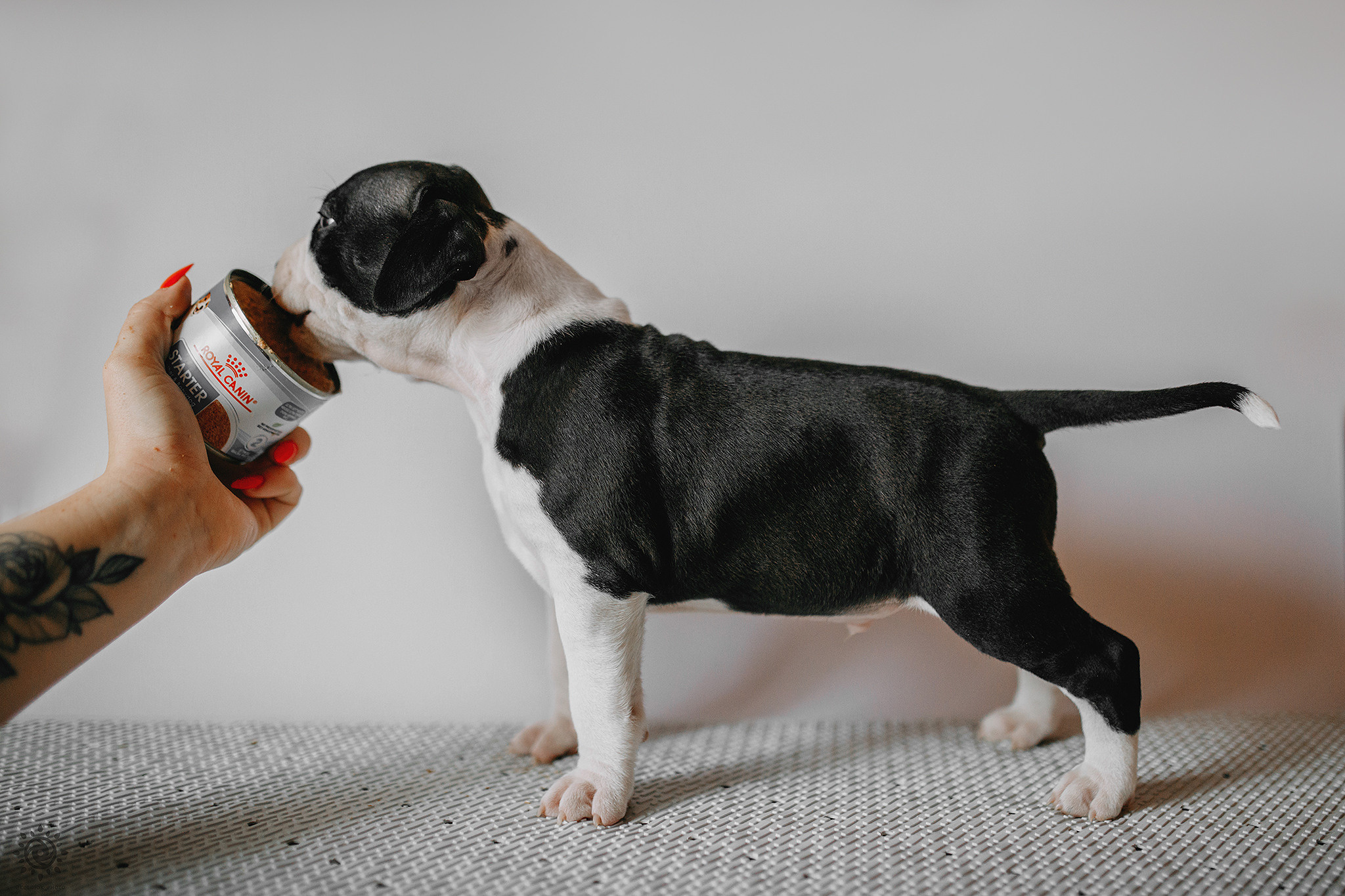 АСТ. Фотограф-анімаліст Київ