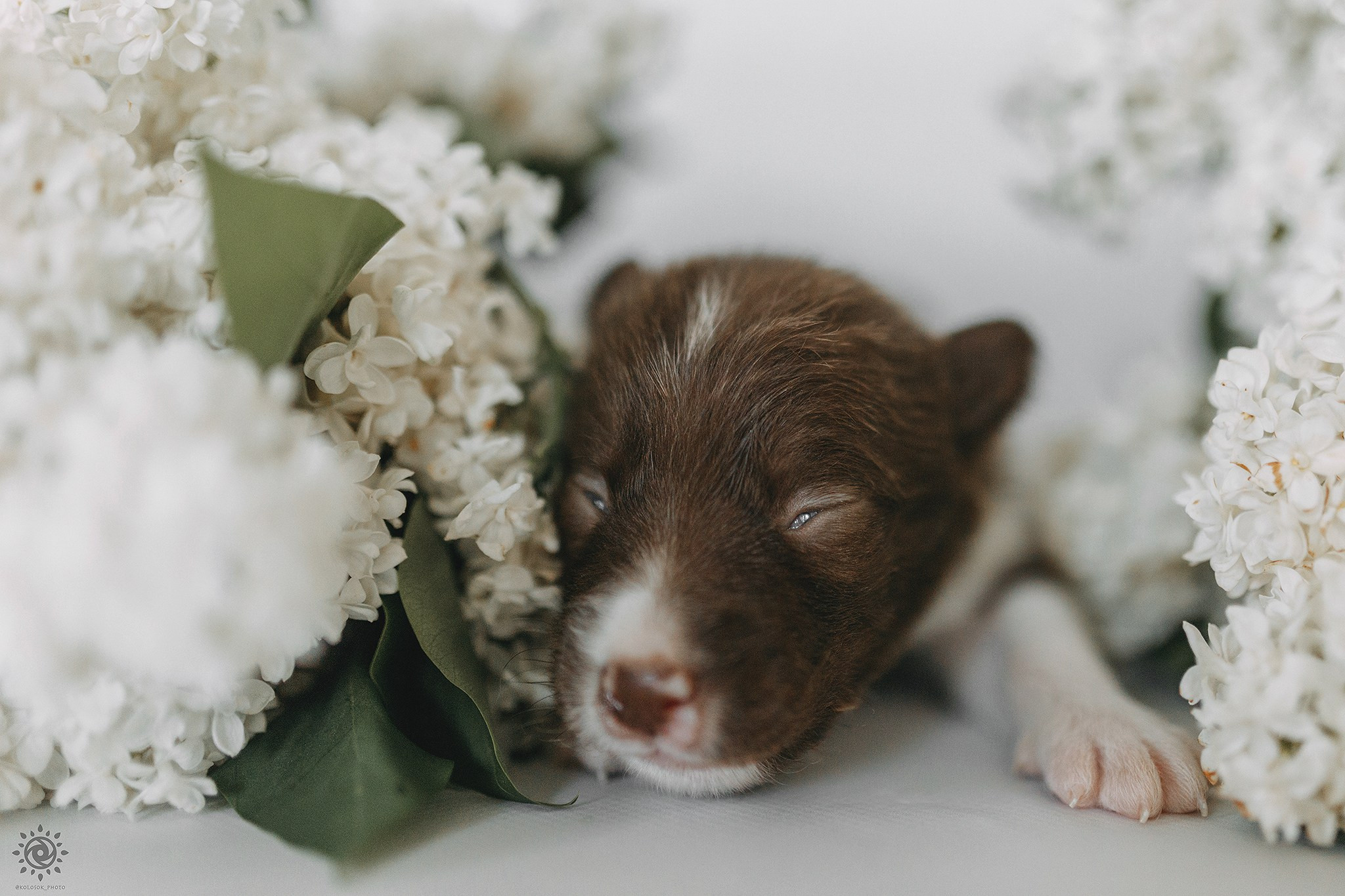 Бордер коллі. Фотограф-анімаліст Київ