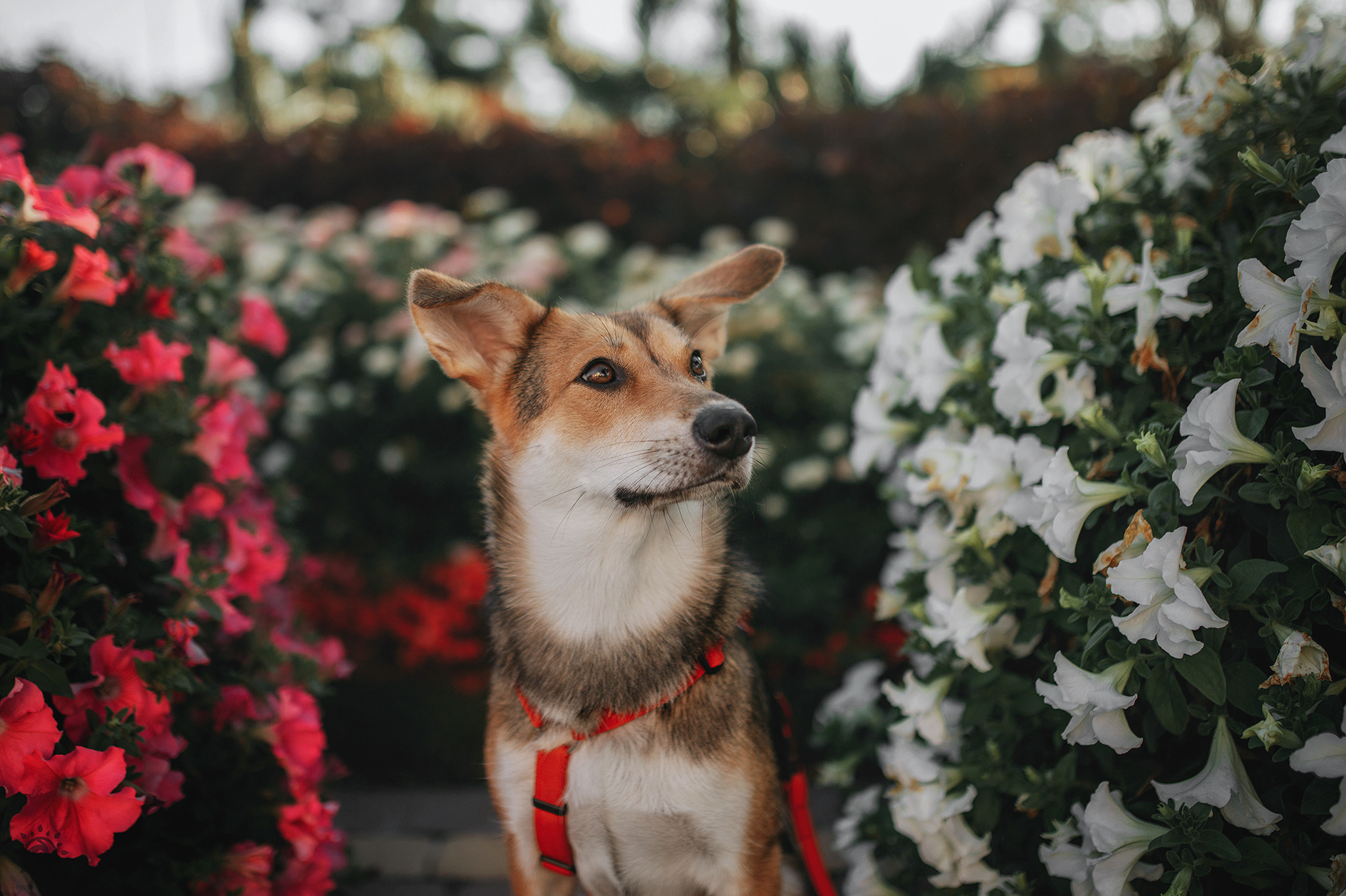 Родина Щастя. Фотограф-анімаліст Київ