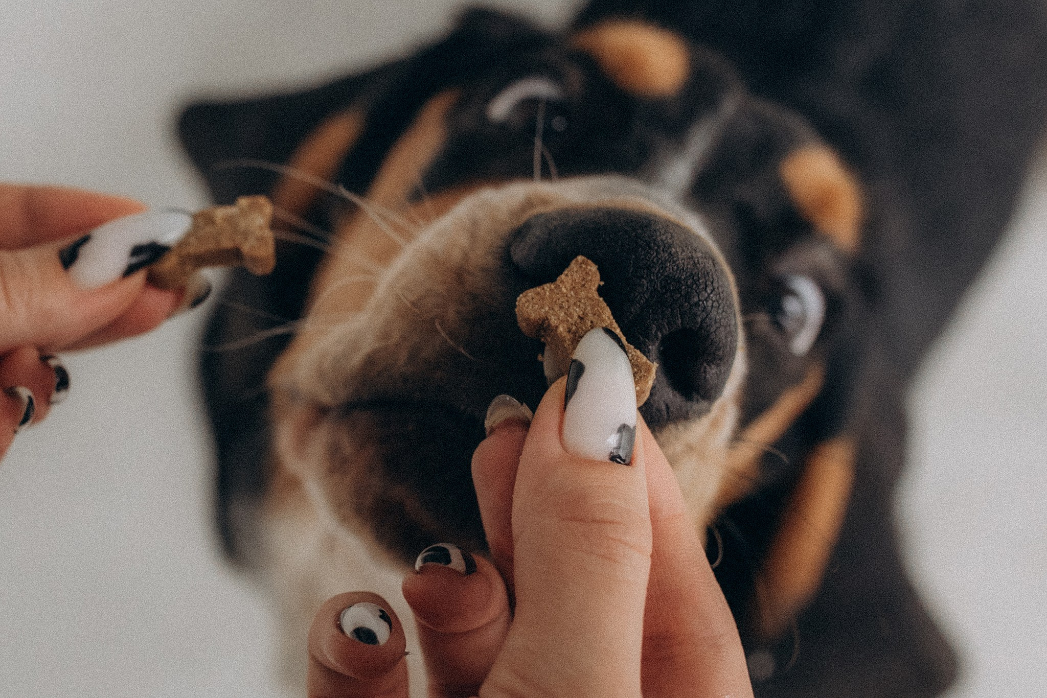 Родина Ромі. Фотограф-анімаліст Київ