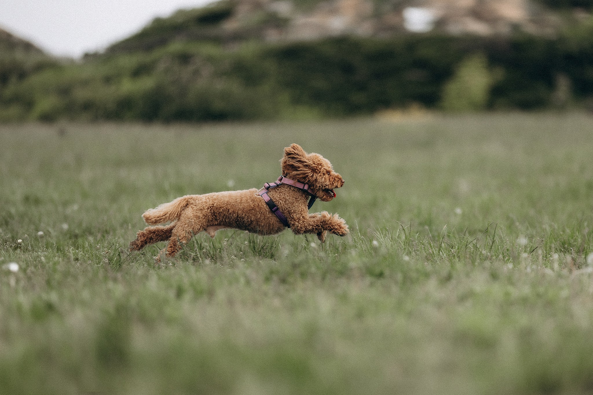 Родина Бруно. Фотограф-анімаліст Київ