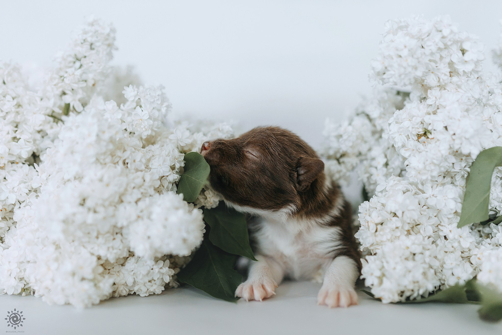 Бордер коллі. Фотограф-анімаліст Київ