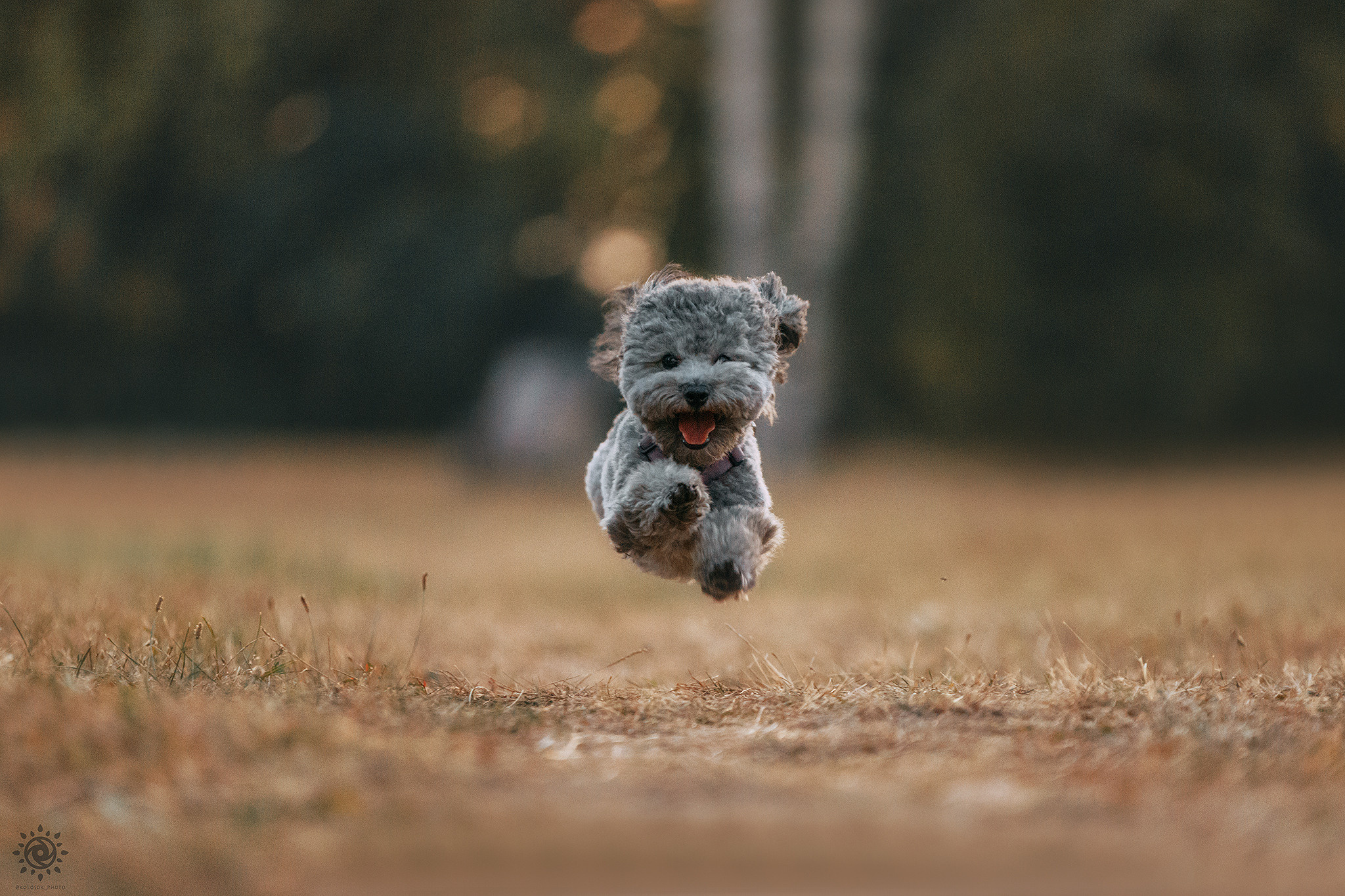 Родина Моніка. Фотограф-анімаліст Київ