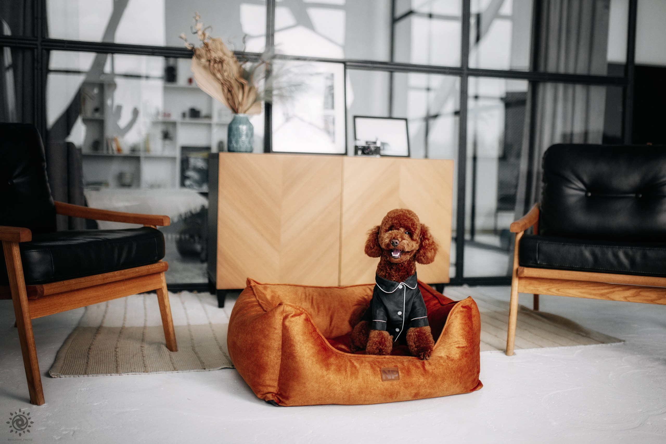 Noble Pet (зйомка лежанок). Фотограф-анімаліст Київ