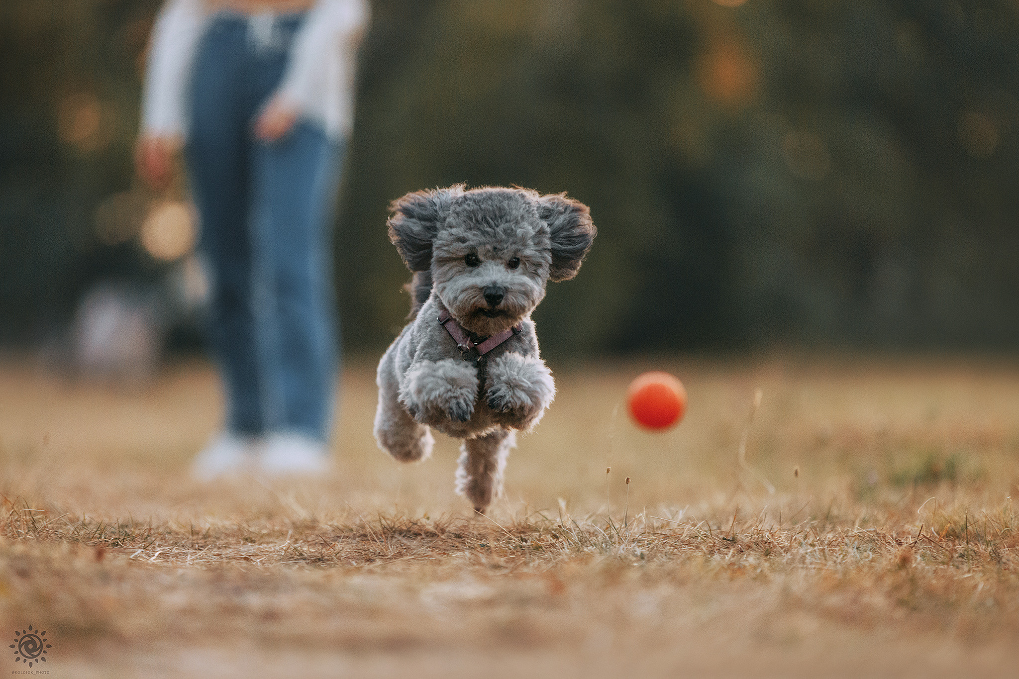Родина Моніка. Фотограф-анімаліст Київ