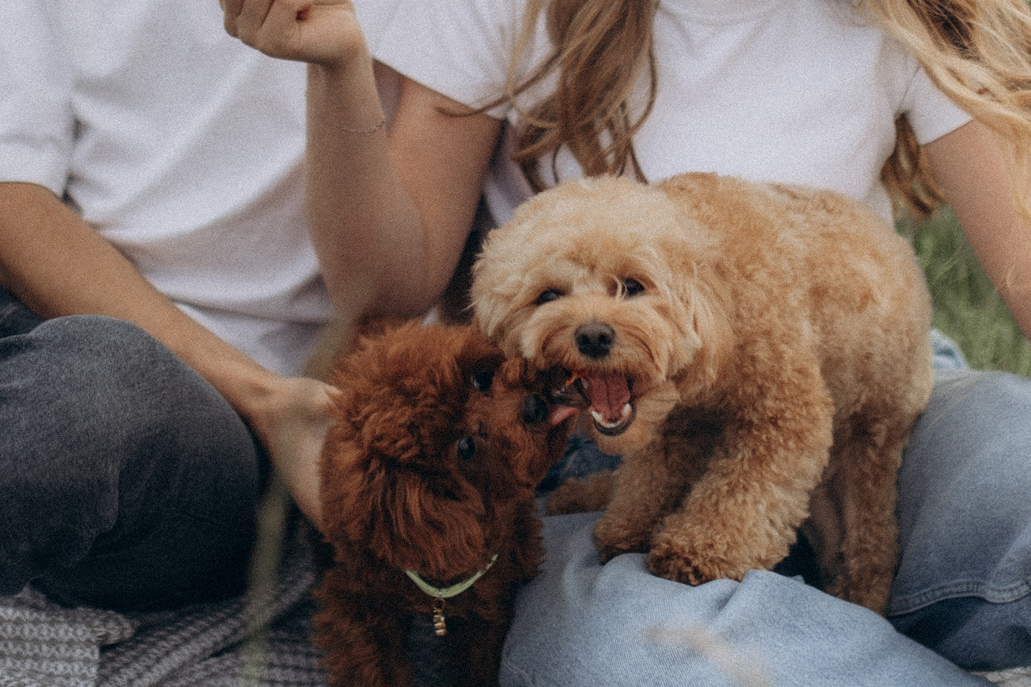 Дісней та Джойка з батьками. Фотограф-анімаліст Київ