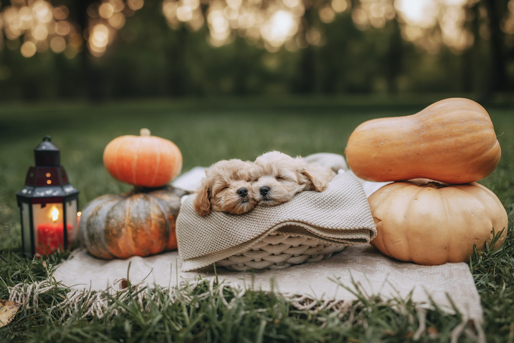 Мальтіпу. Фотограф-анімаліст Київ