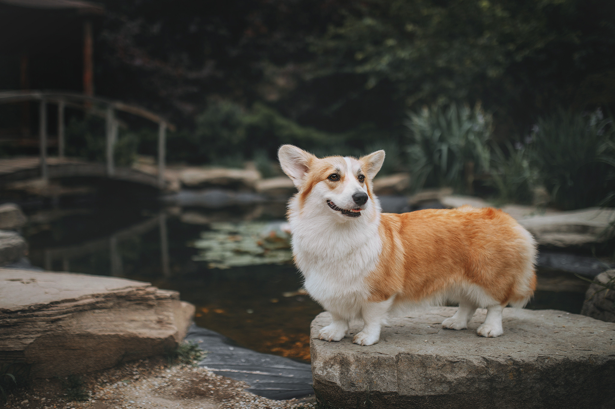 Родина Карамель. Фотограф-анімаліст Київ