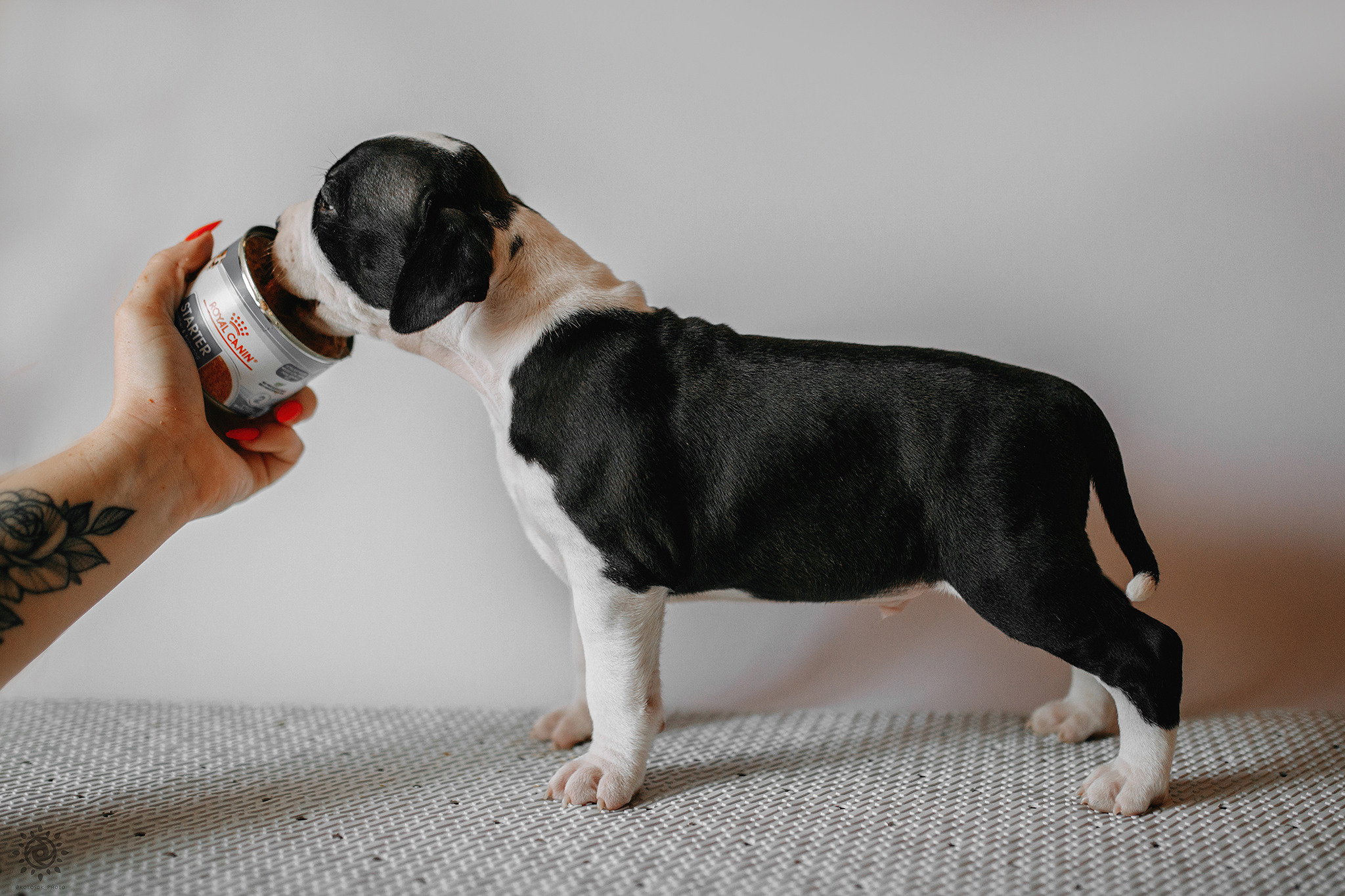 АСТ. Фотограф-анімаліст Київ