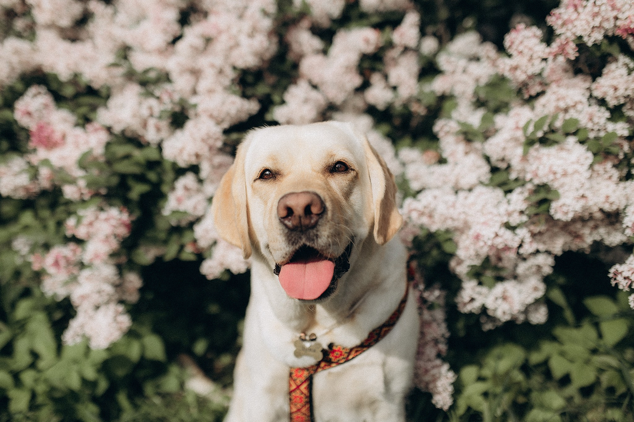 Родина Луни. Фотограф-анімаліст Київ