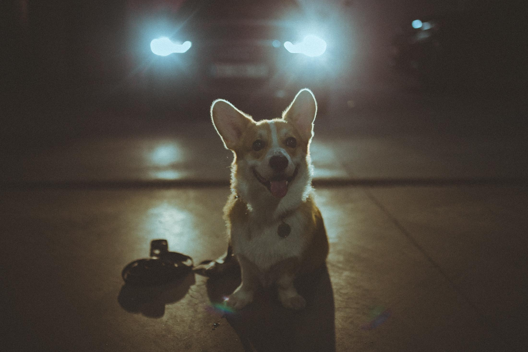 Родина Оскара. Фотограф-анімаліст Київ