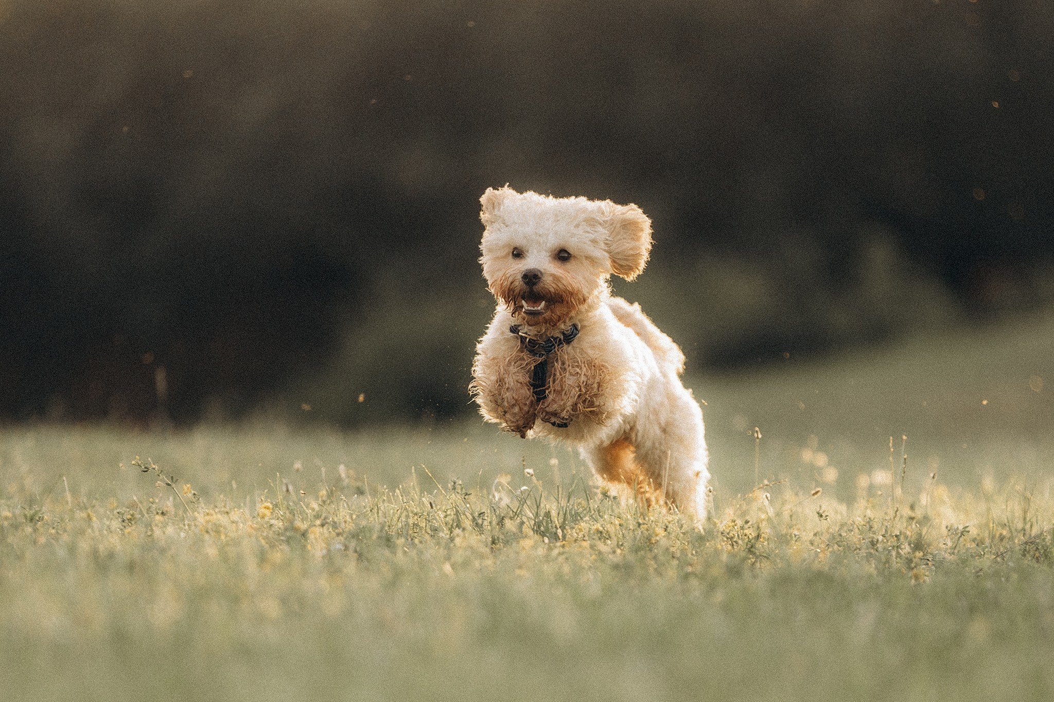 Сем та його родина. Фотограф-анімаліст Київ