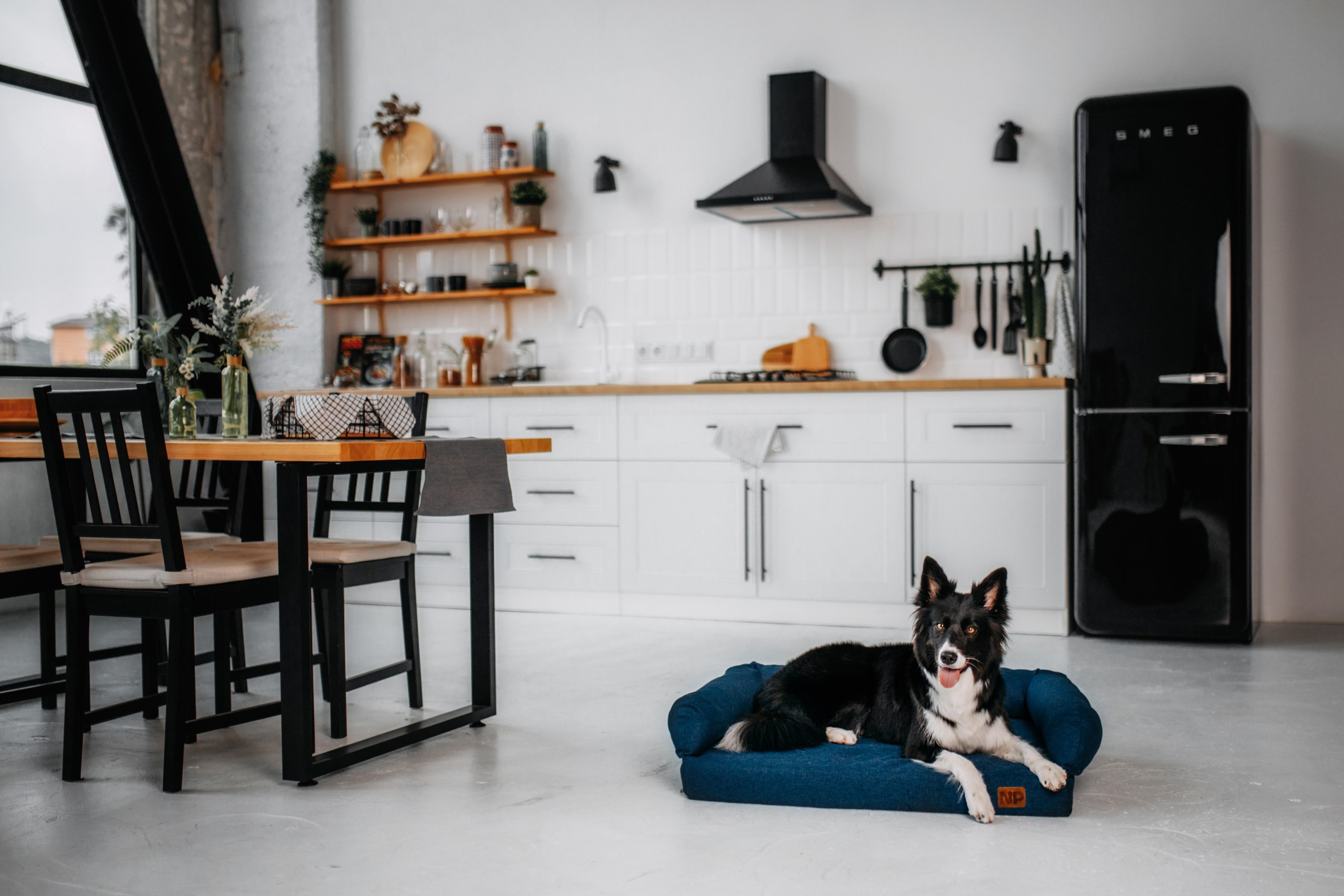 Noble Pet (зйомка лежанок). Фотограф-анімаліст Київ